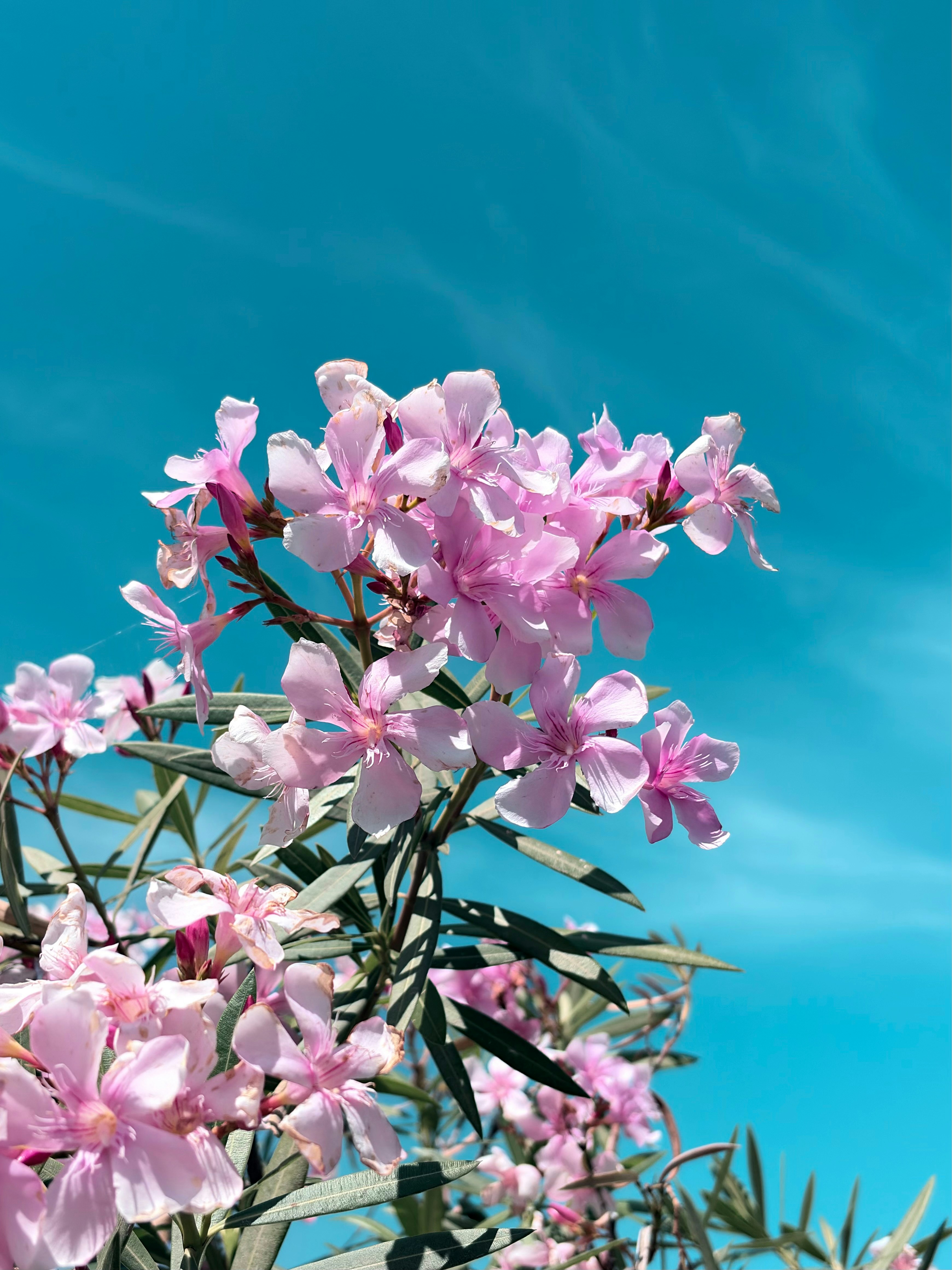 Pink flowers bloom against a bright blue sky