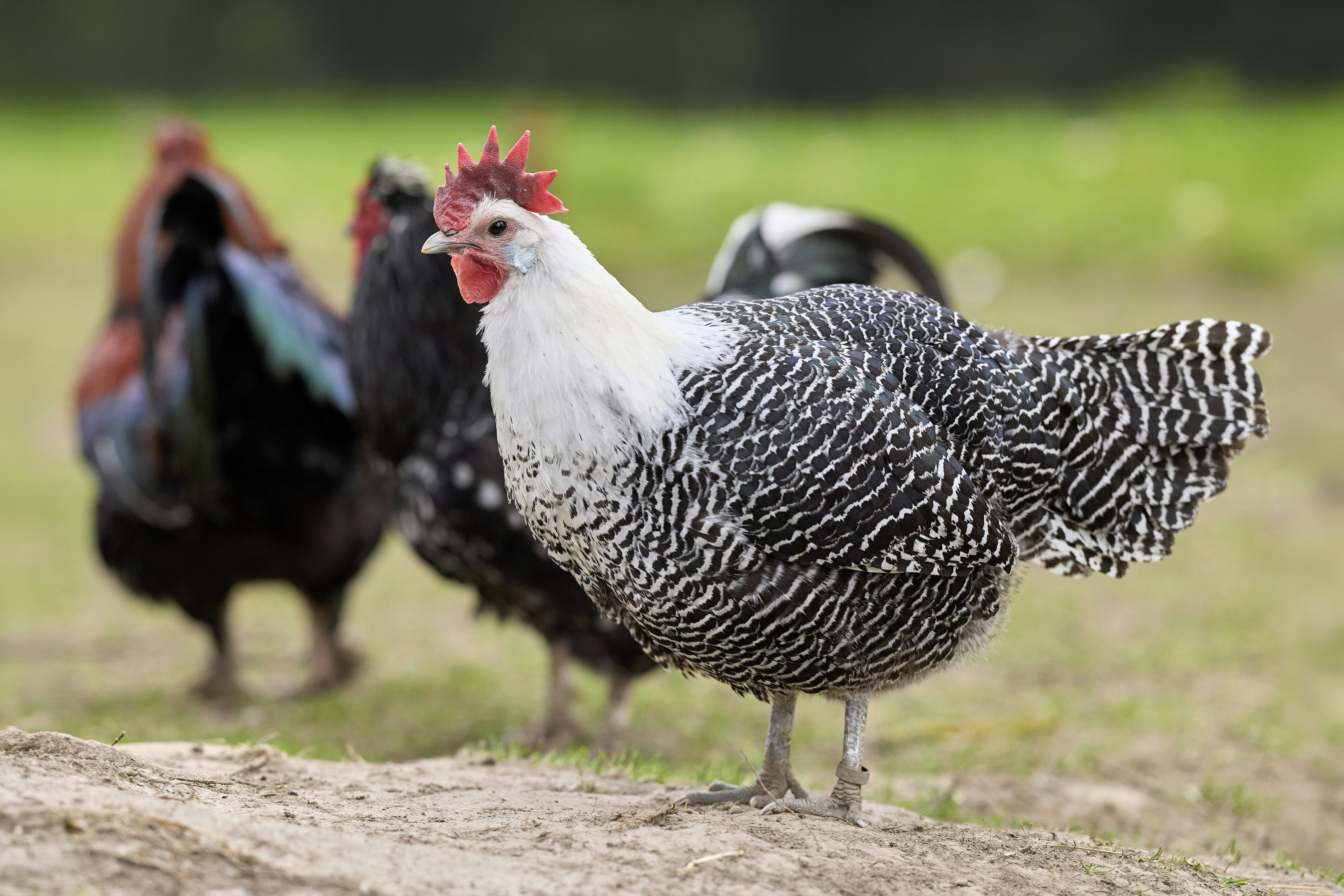 Three chickens standing on grassy ground outdoors