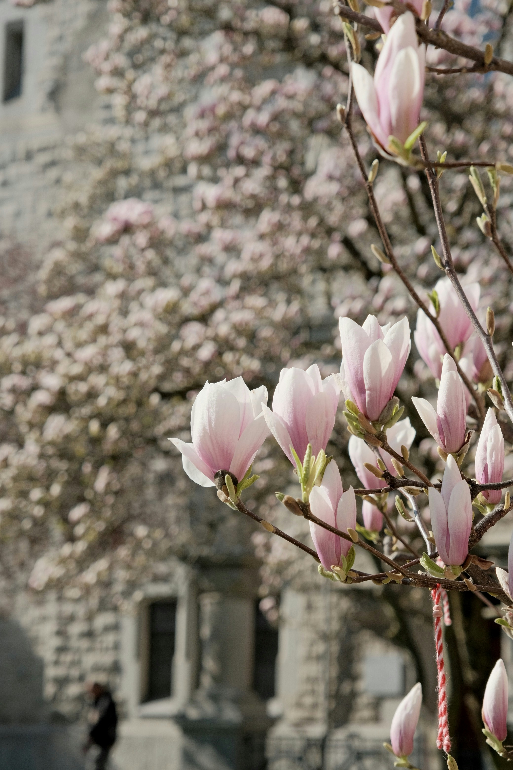 Pink magnolia blossoms on a tree branch