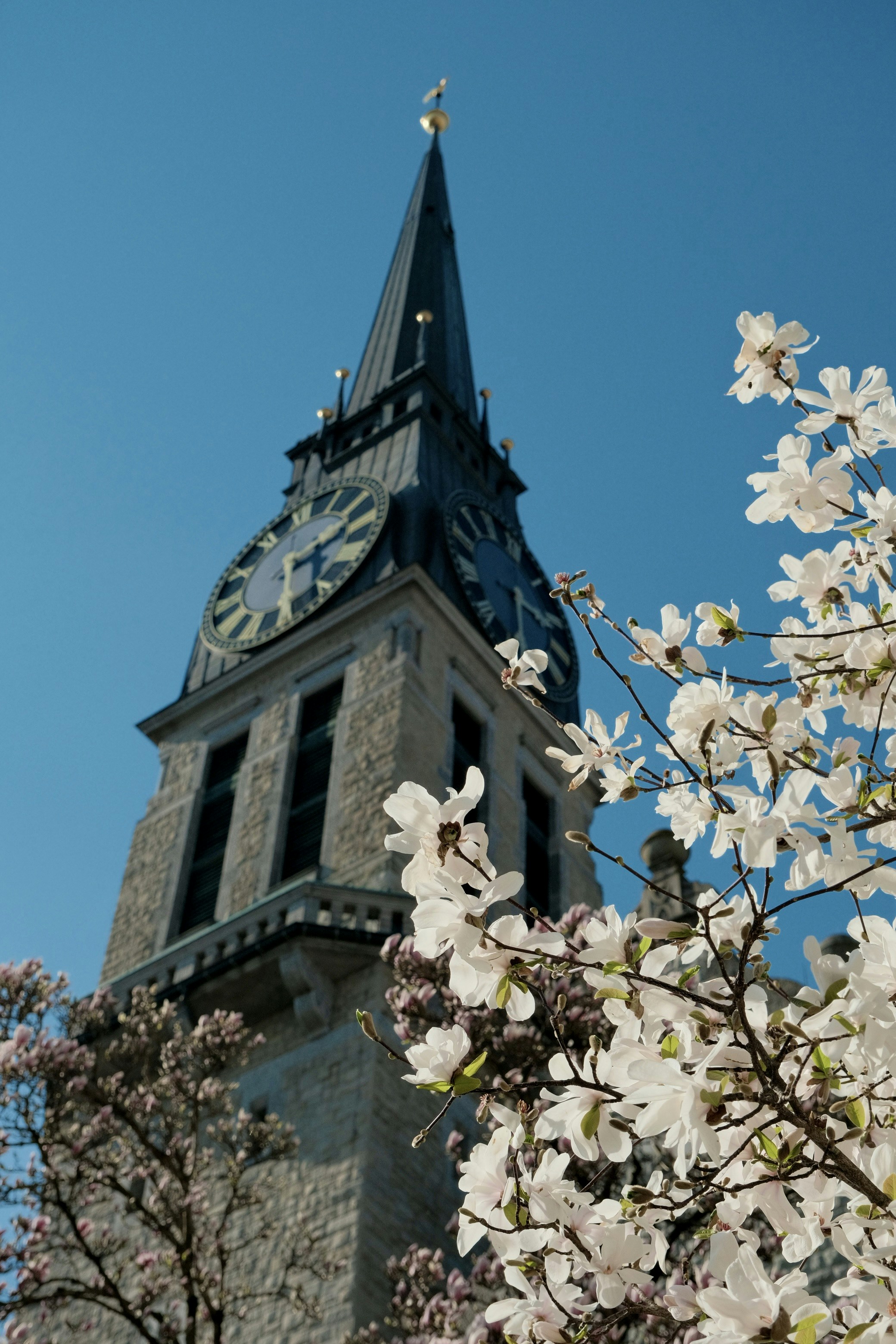 Stone clock tower with blooming white flowers against blue sky