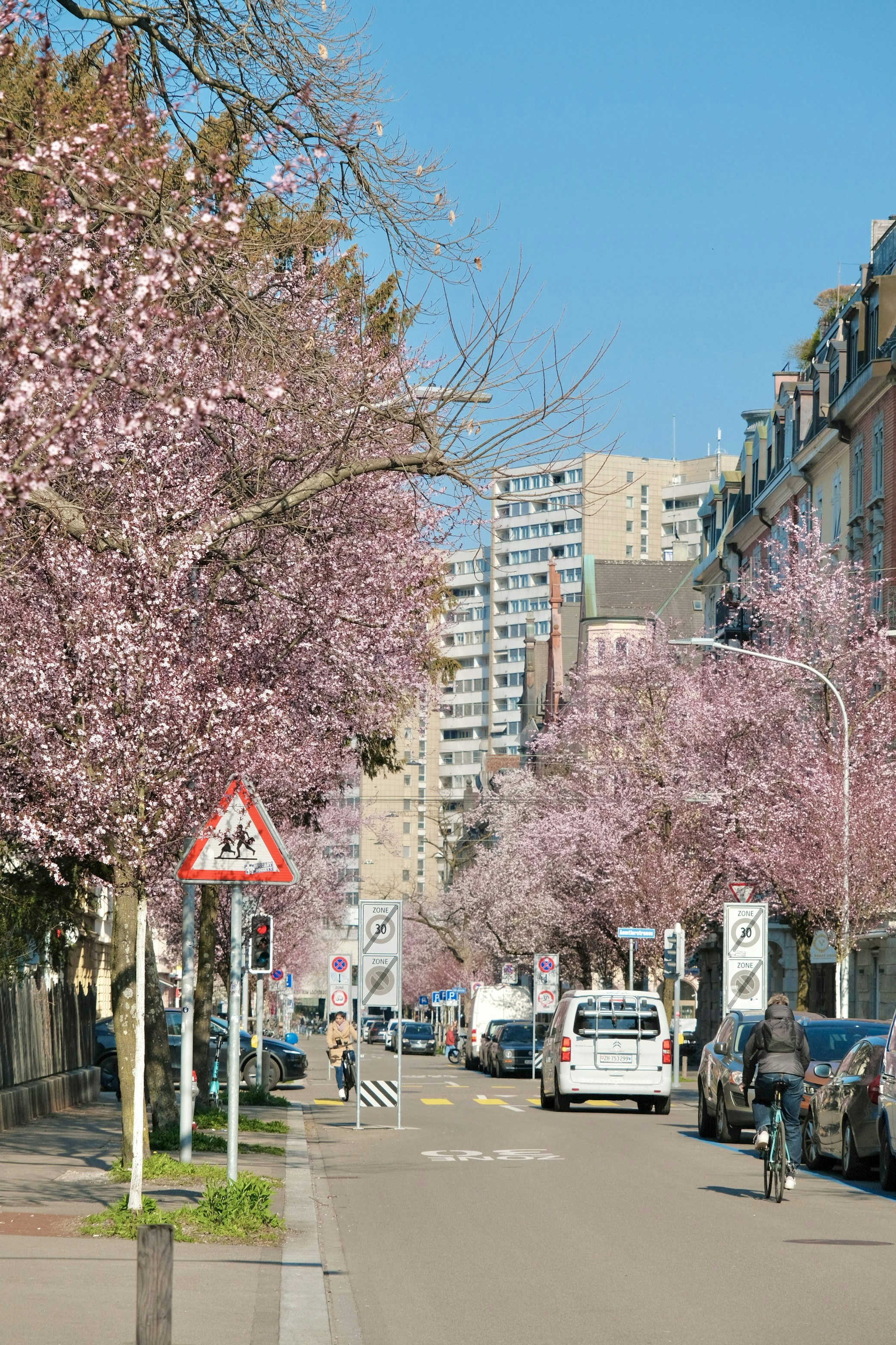 Street lined with blooming cherry trees in full bloom.