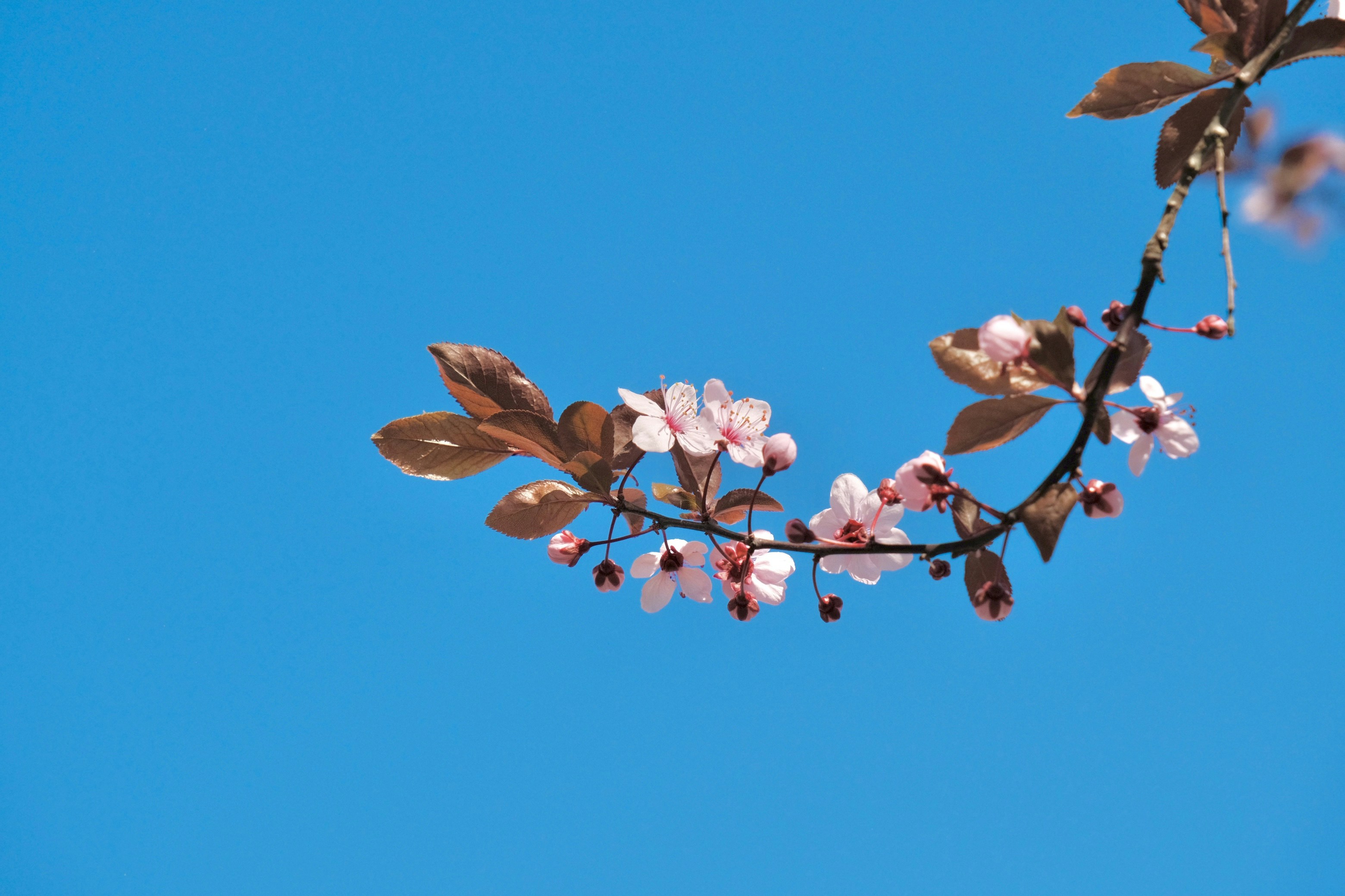 Pink cherry blossoms on a branch against blue sky.