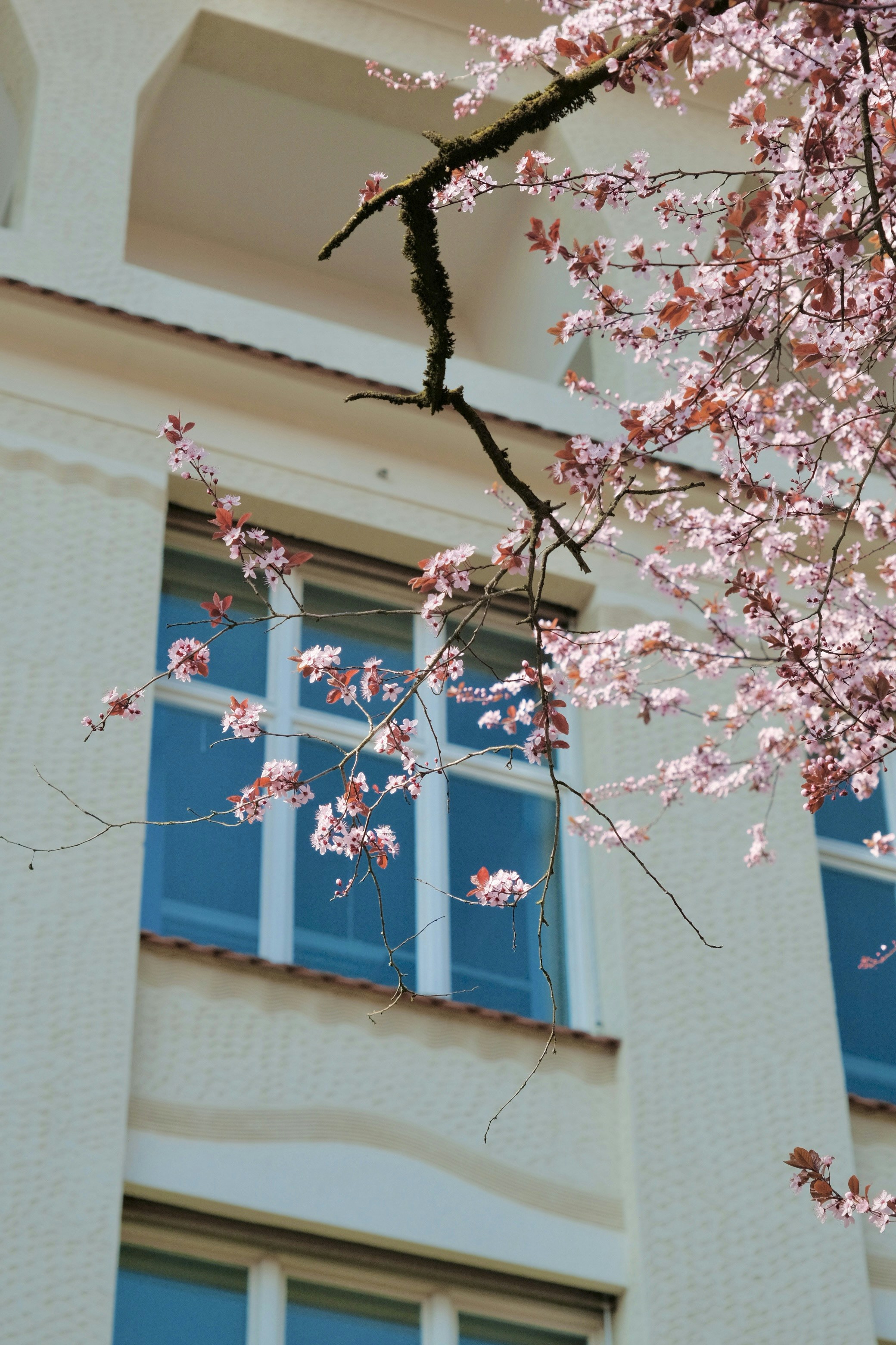 Pink cherry blossoms frame a building with blue windows.