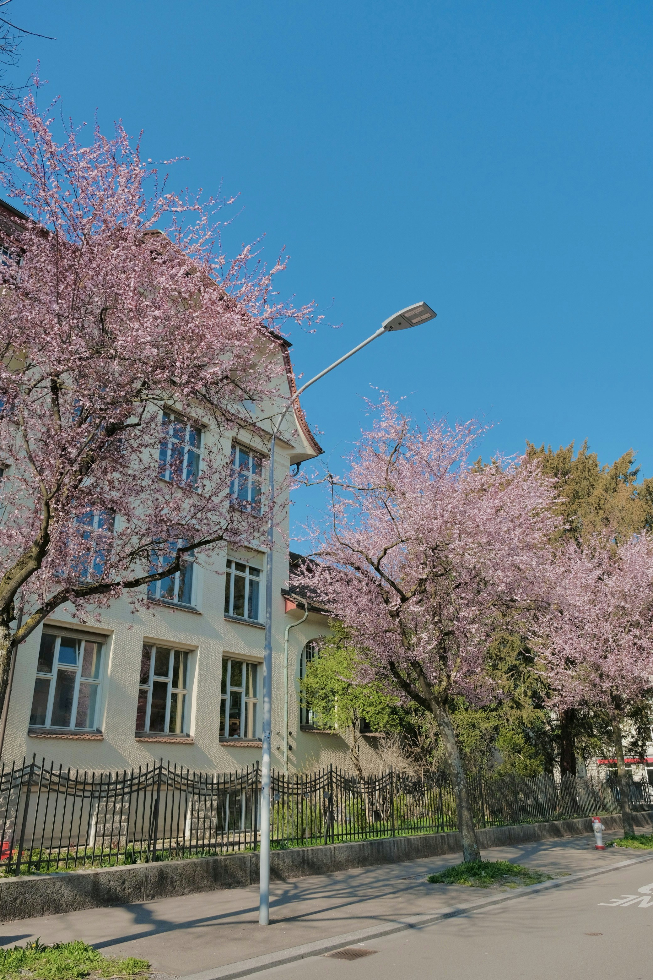 Building with blooming pink trees under a clear blue sky