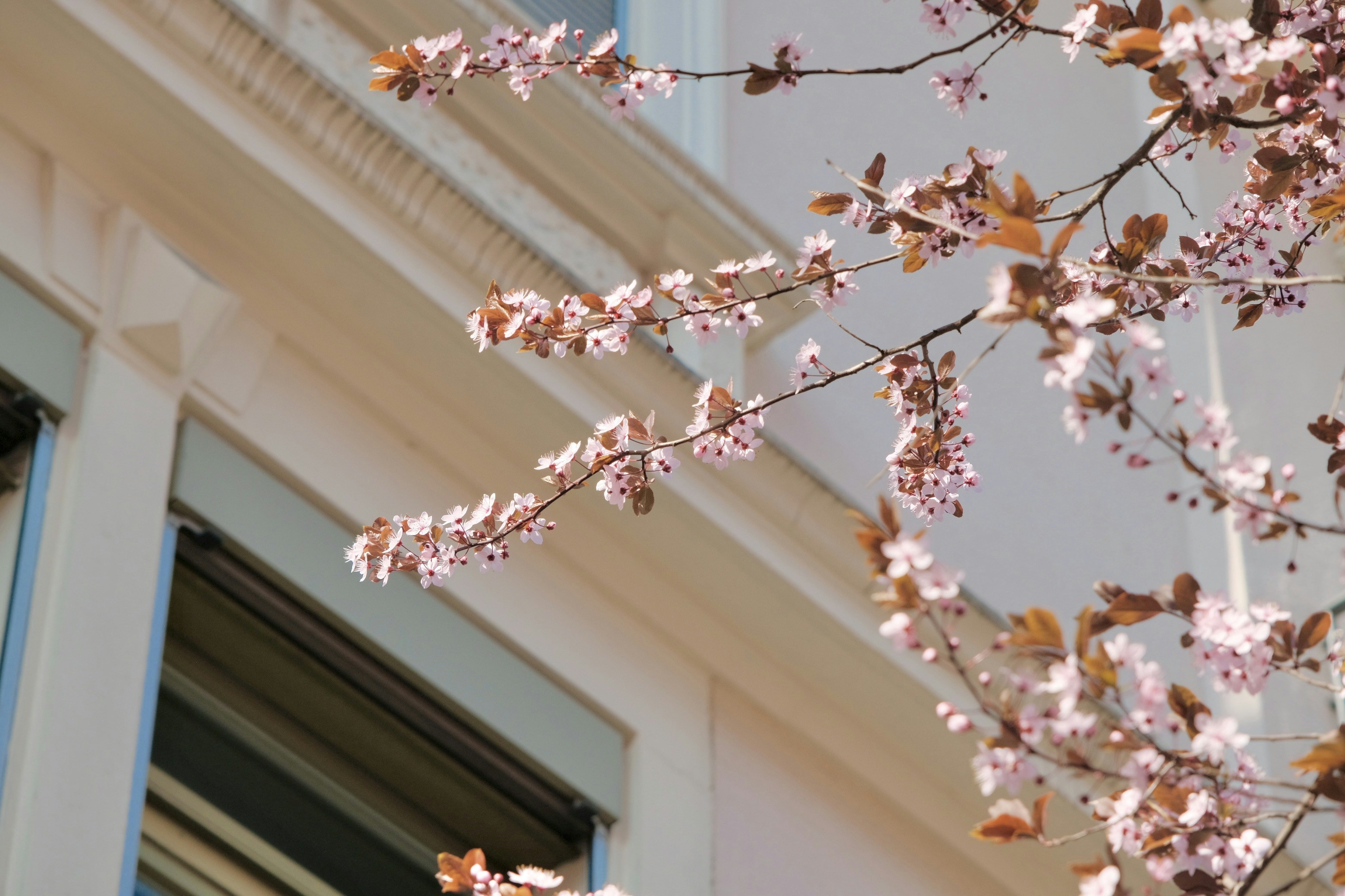 Pink blossoms on a tree branch near building.