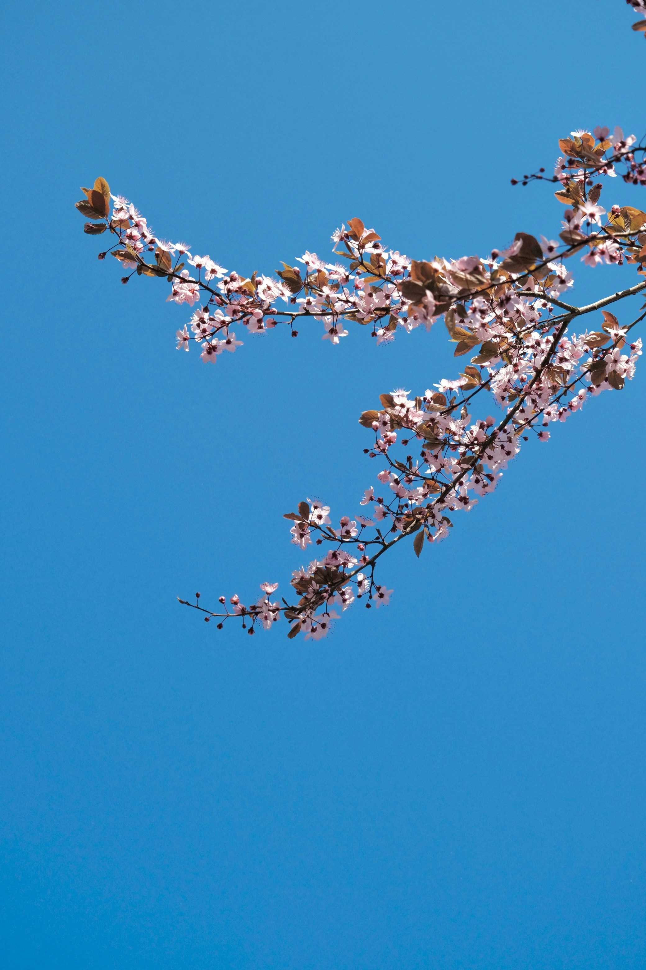 Pink cherry blossoms bloom against a clear blue sky.