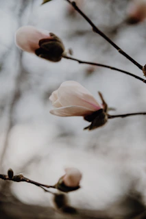 Pale pink magnolia buds on a branch