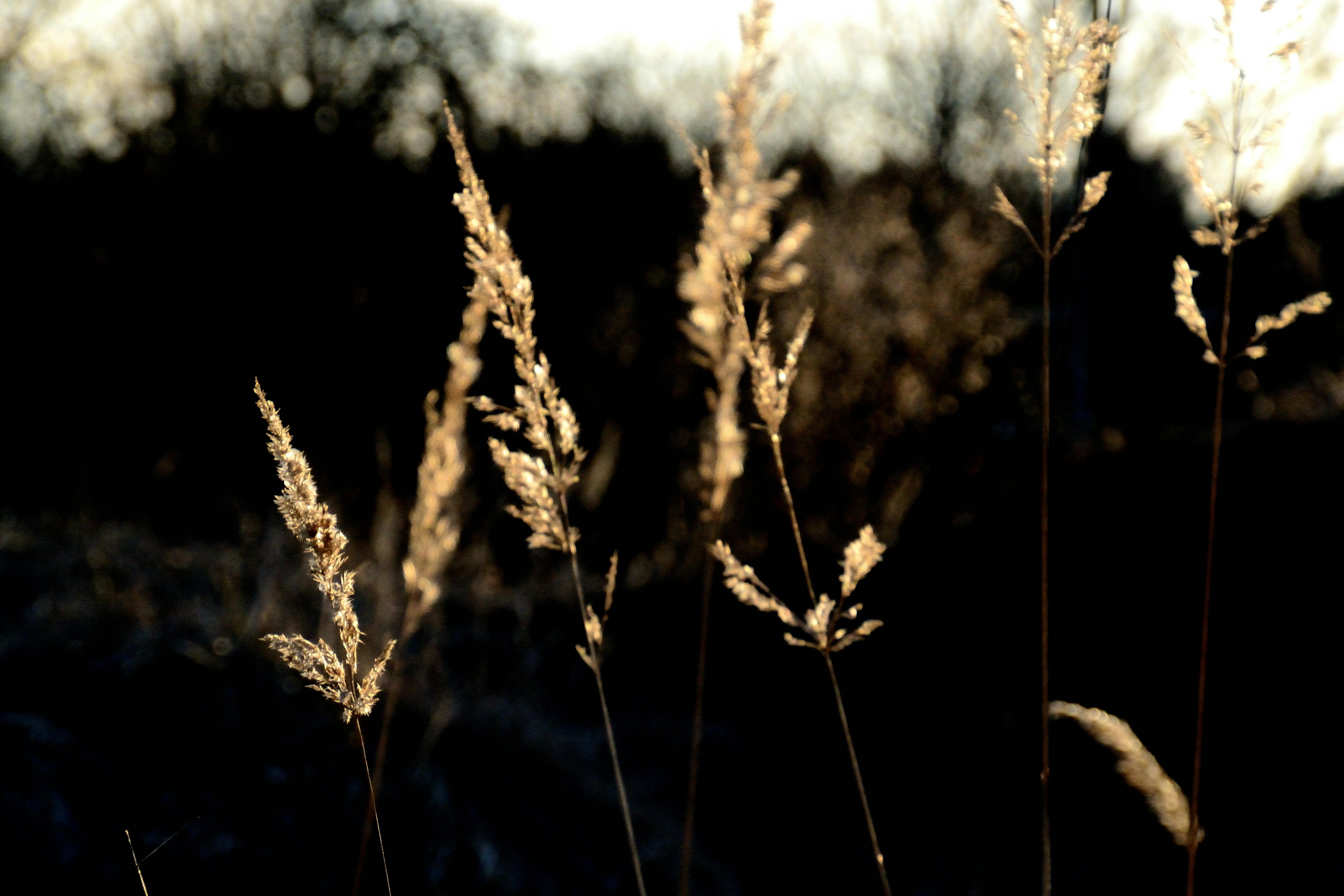 Photo by psilocybe53