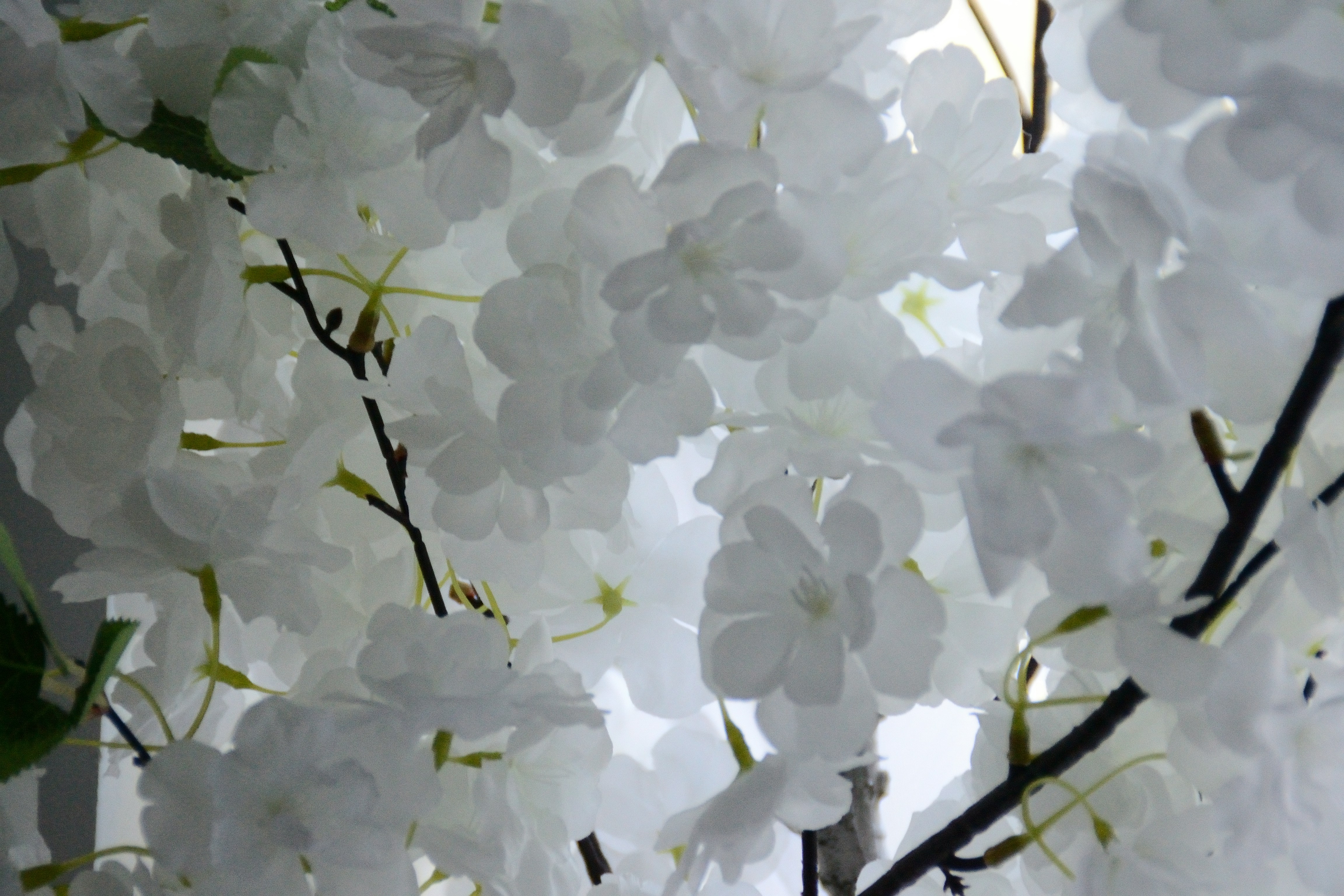 Photo by psilocybe53