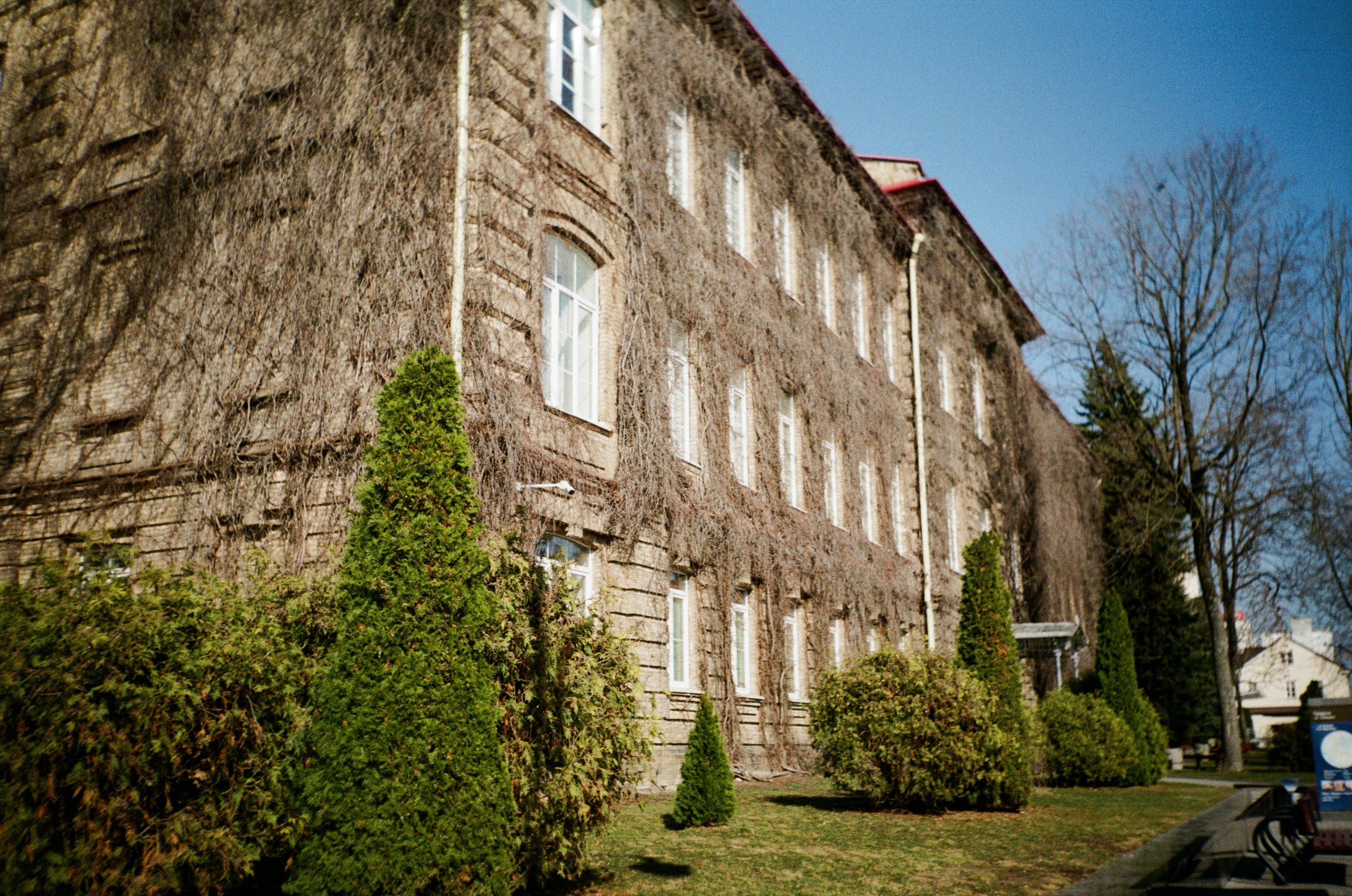 Old stone building covered in vines with green bushes