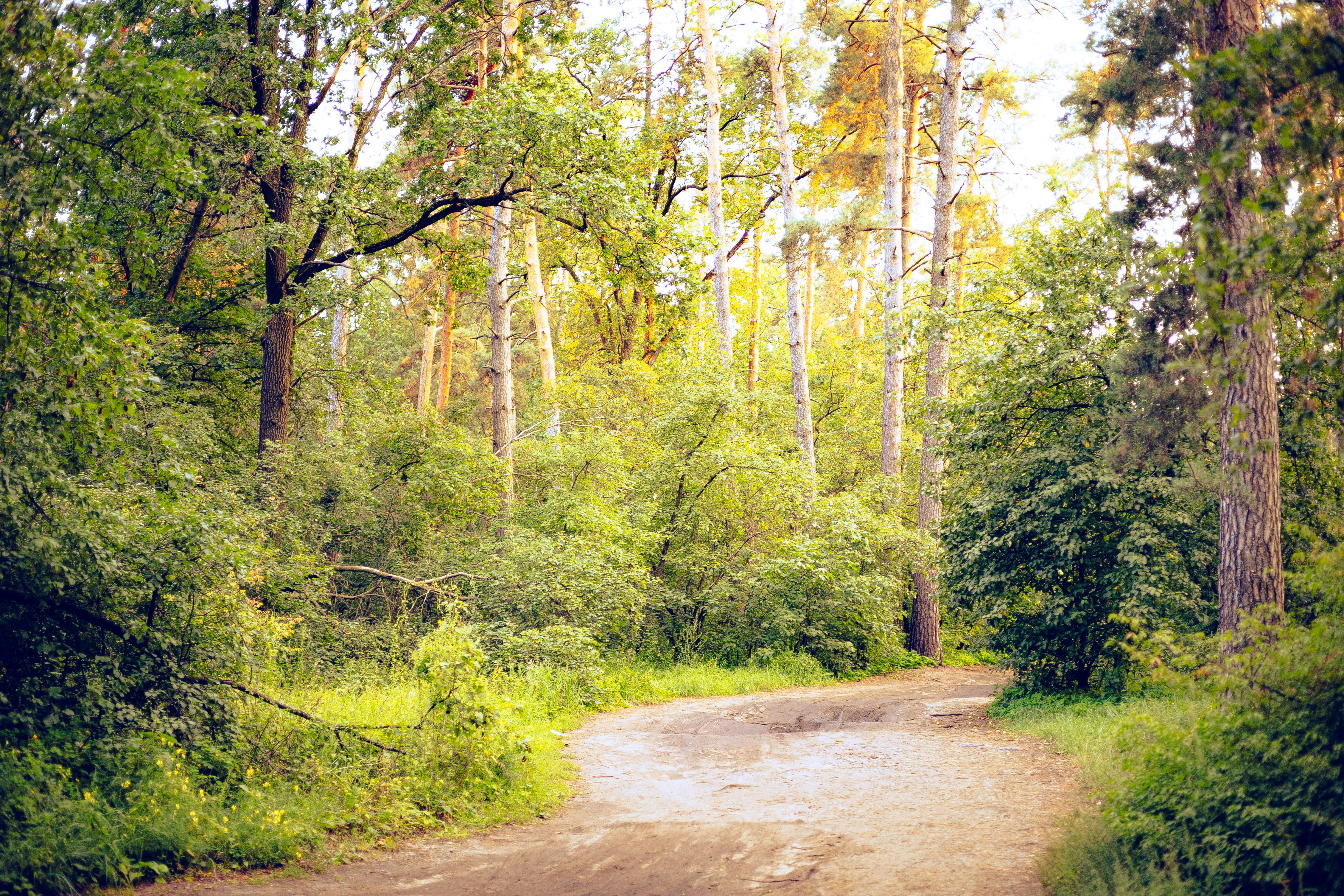 forest wallpaper serene, wallpaper, LGBTQ+ Safety in Nature: Essential Travel Tips 5