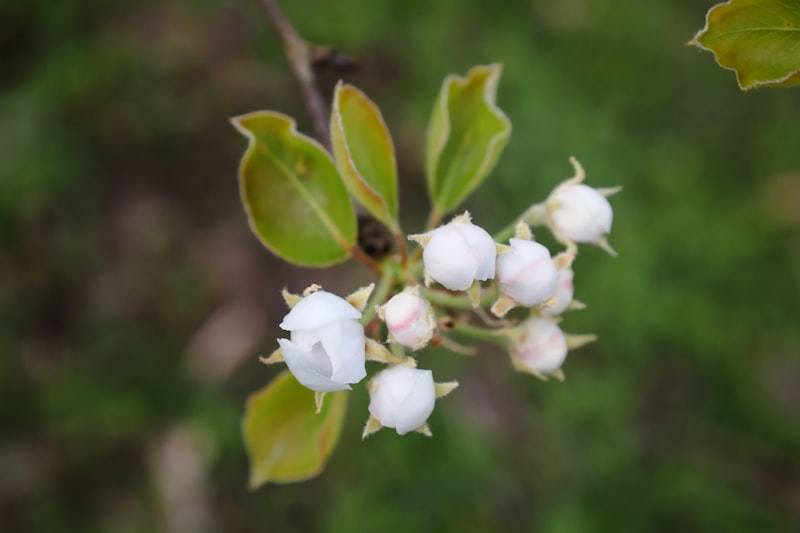이슬 맺힌 배꽃과 초록 잎사귀 &mdash; 로에베 아이레 수틸레사 페어 노트 연상 이미지