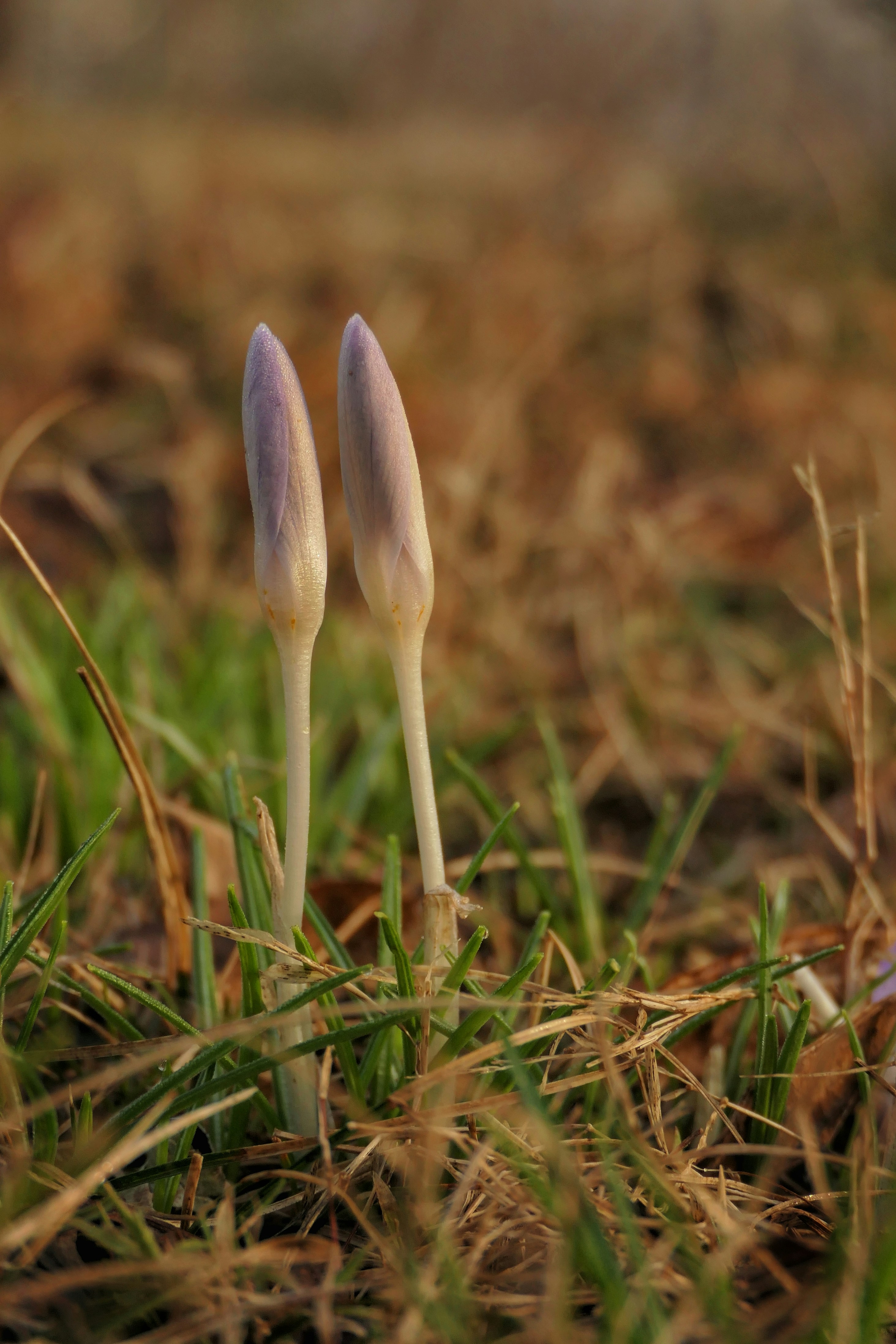 Deux bourgeons floraux fermés de crocus dans l’herbe.