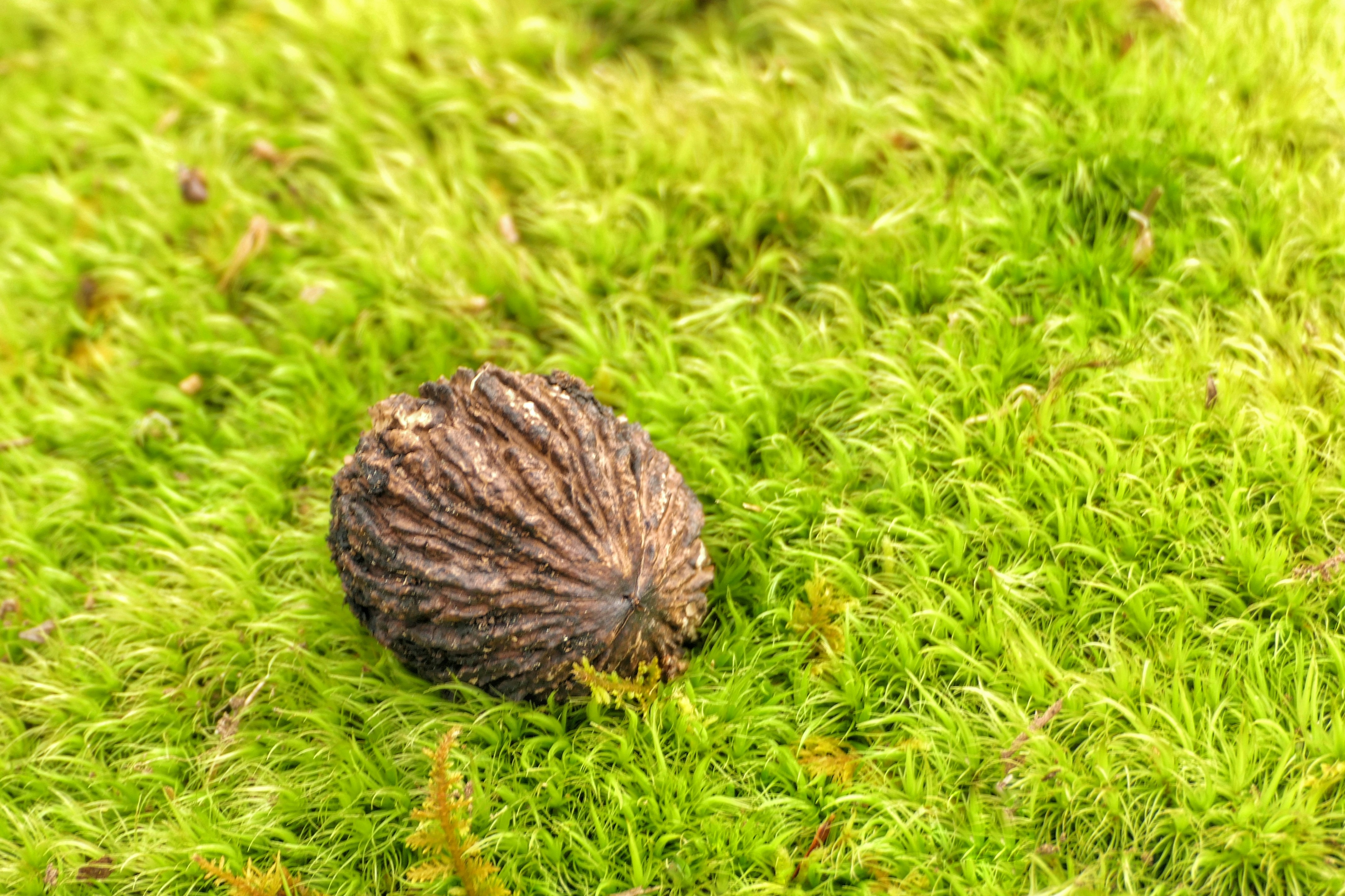 Un seul noyer repose sur une mousse vert vif.
