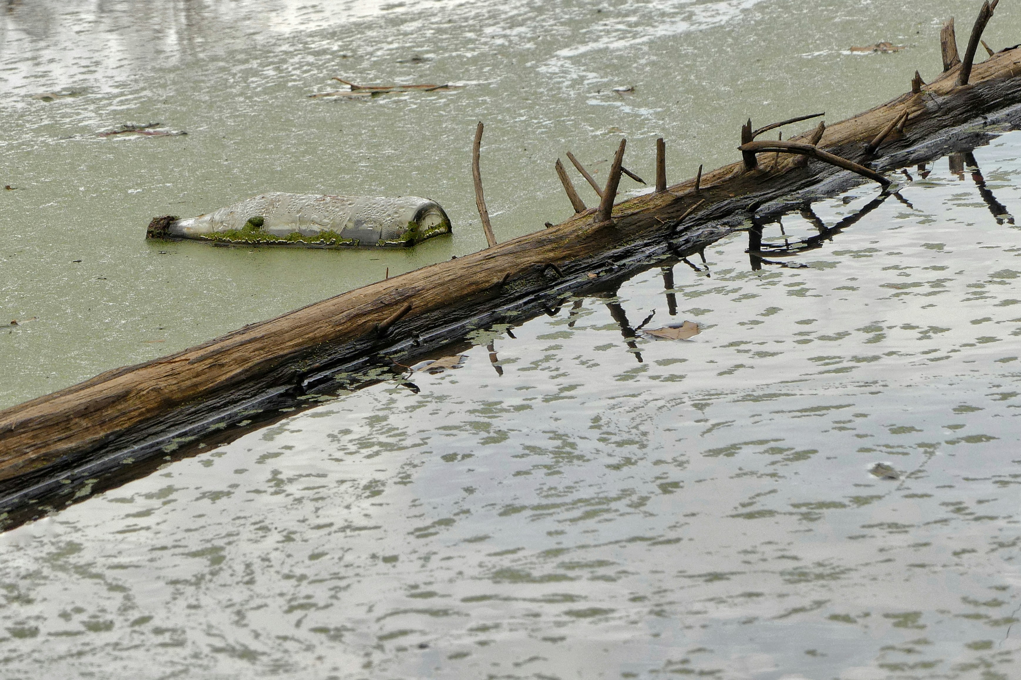 Une bouteille flotte près d’un arbre tombé dans une eau trouble.