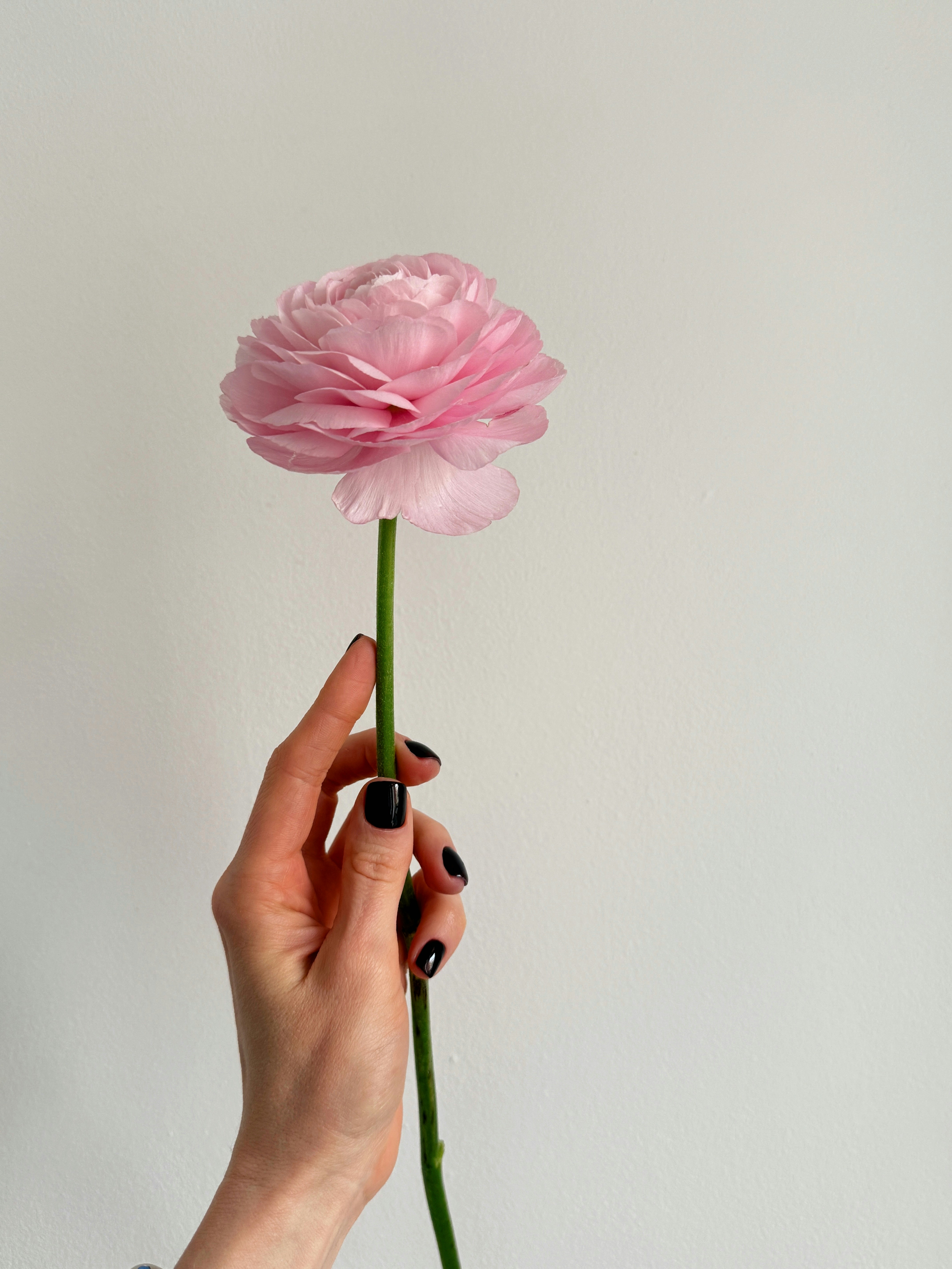 Uma mão segurando uma única flor rosa de ranúnculo.