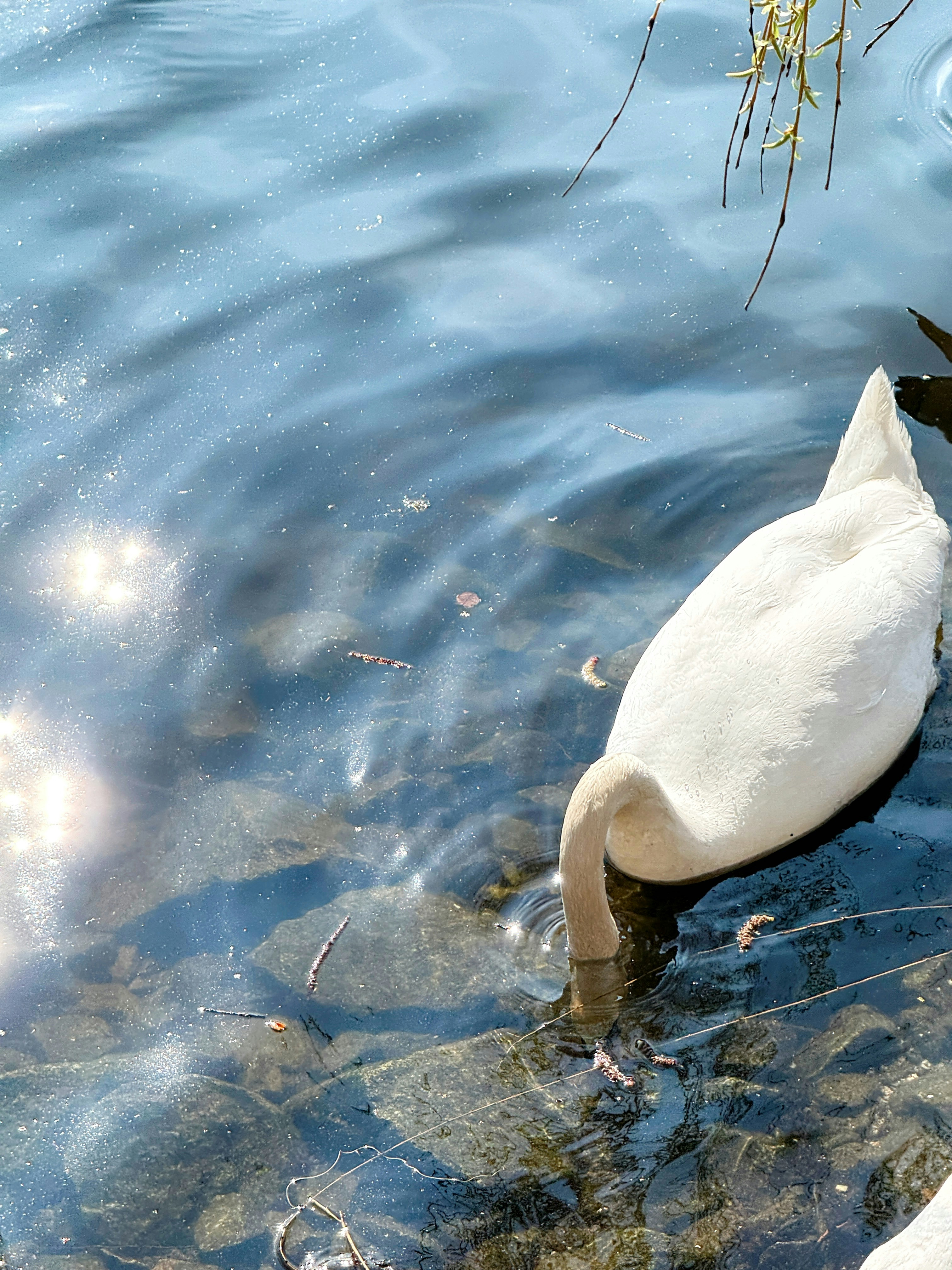Um cisne branco mergulha a cabeça na água.