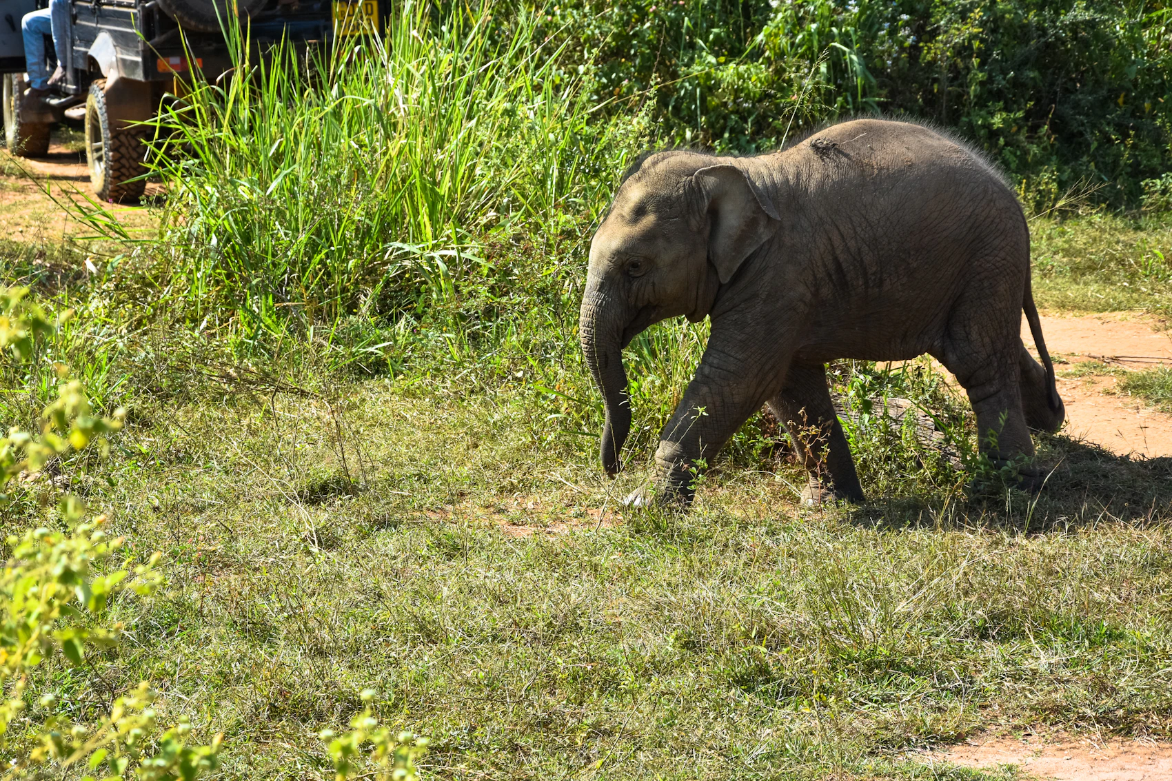A young Asian elephant walking through grass in Minneriya National Park