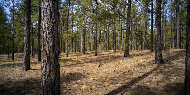 Pine straw and pine needles as ground cover in Jacksonville FL landscape beds