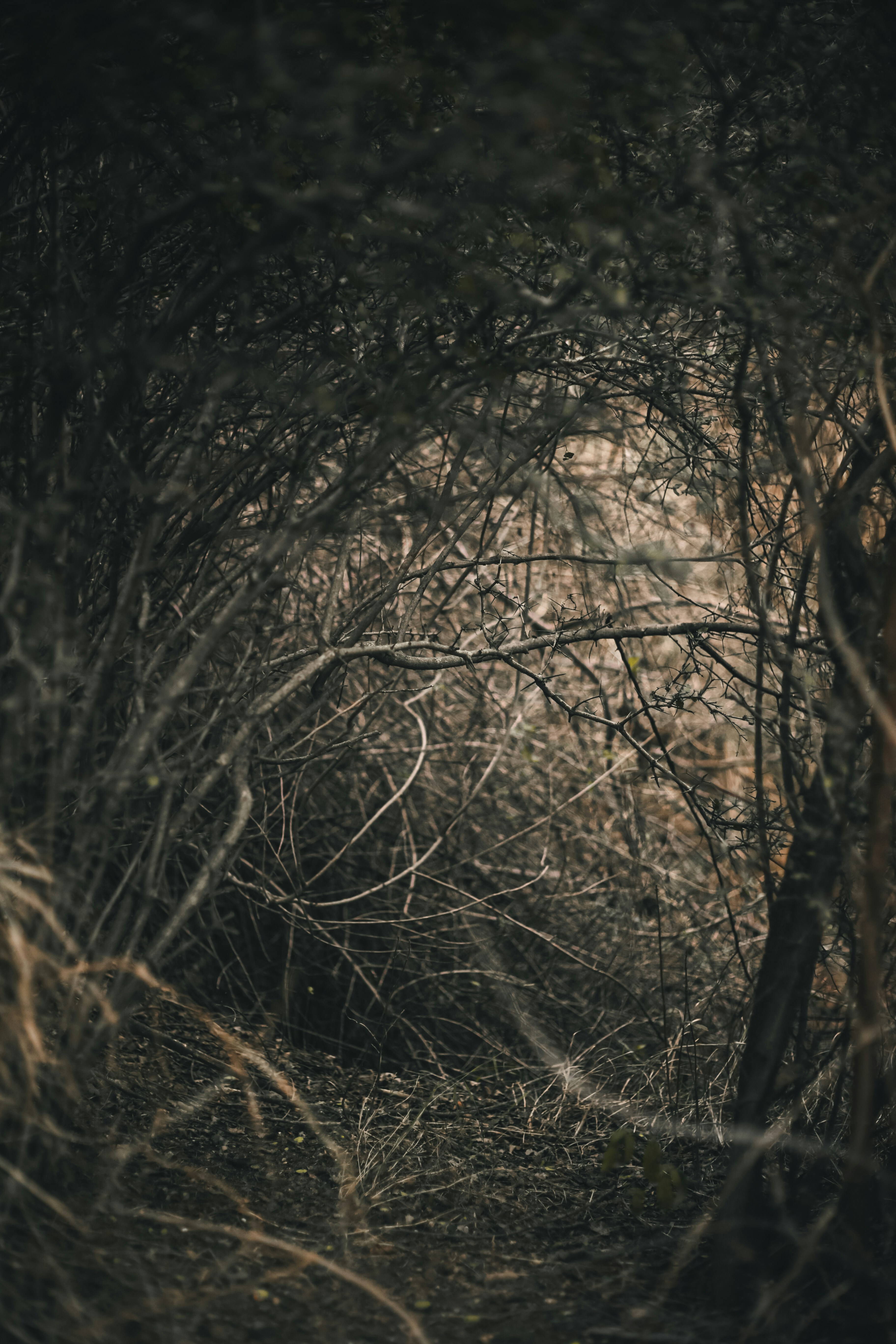 Photo by hassanjavedd