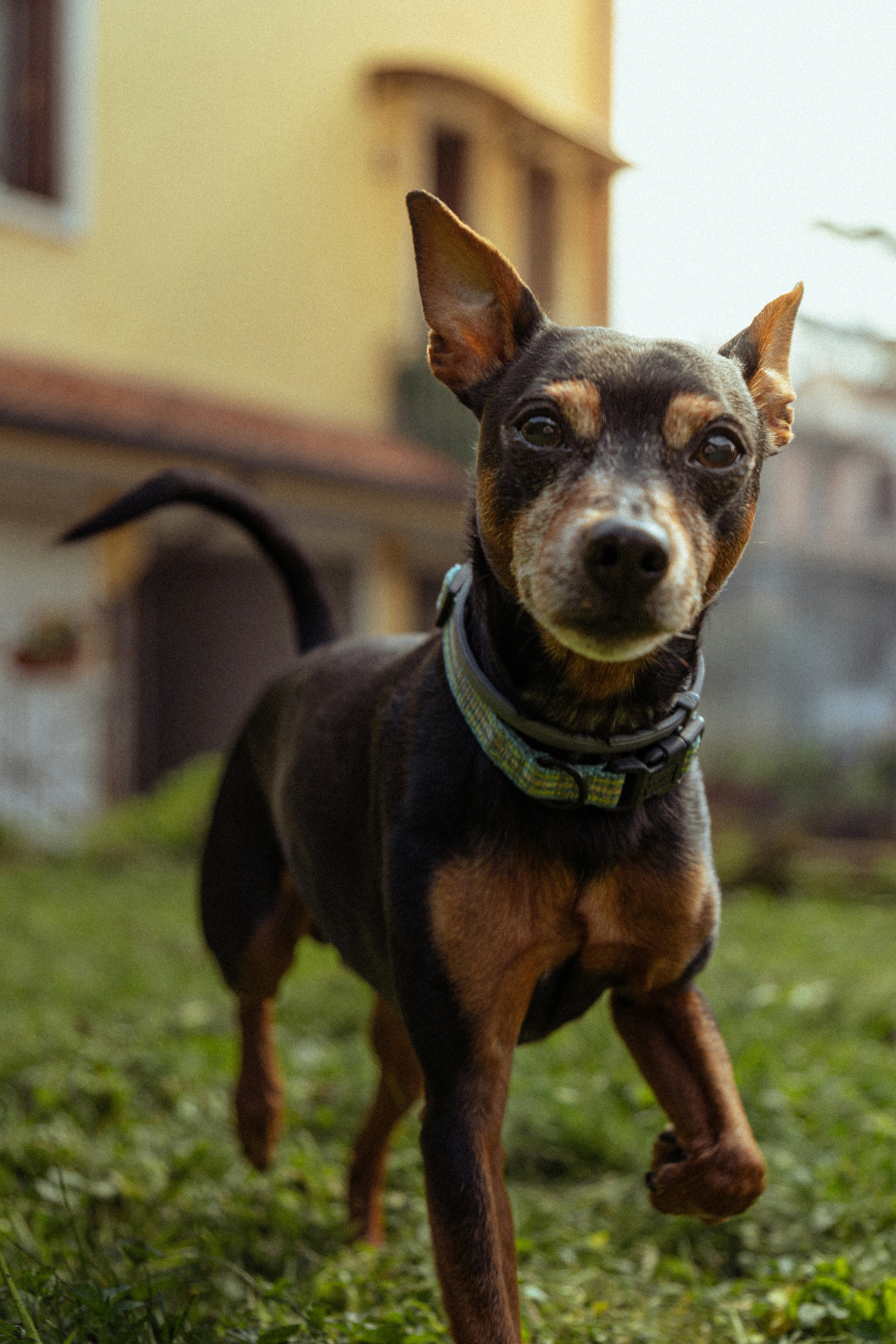 A miniature pinscher dog with alert ears in grass.