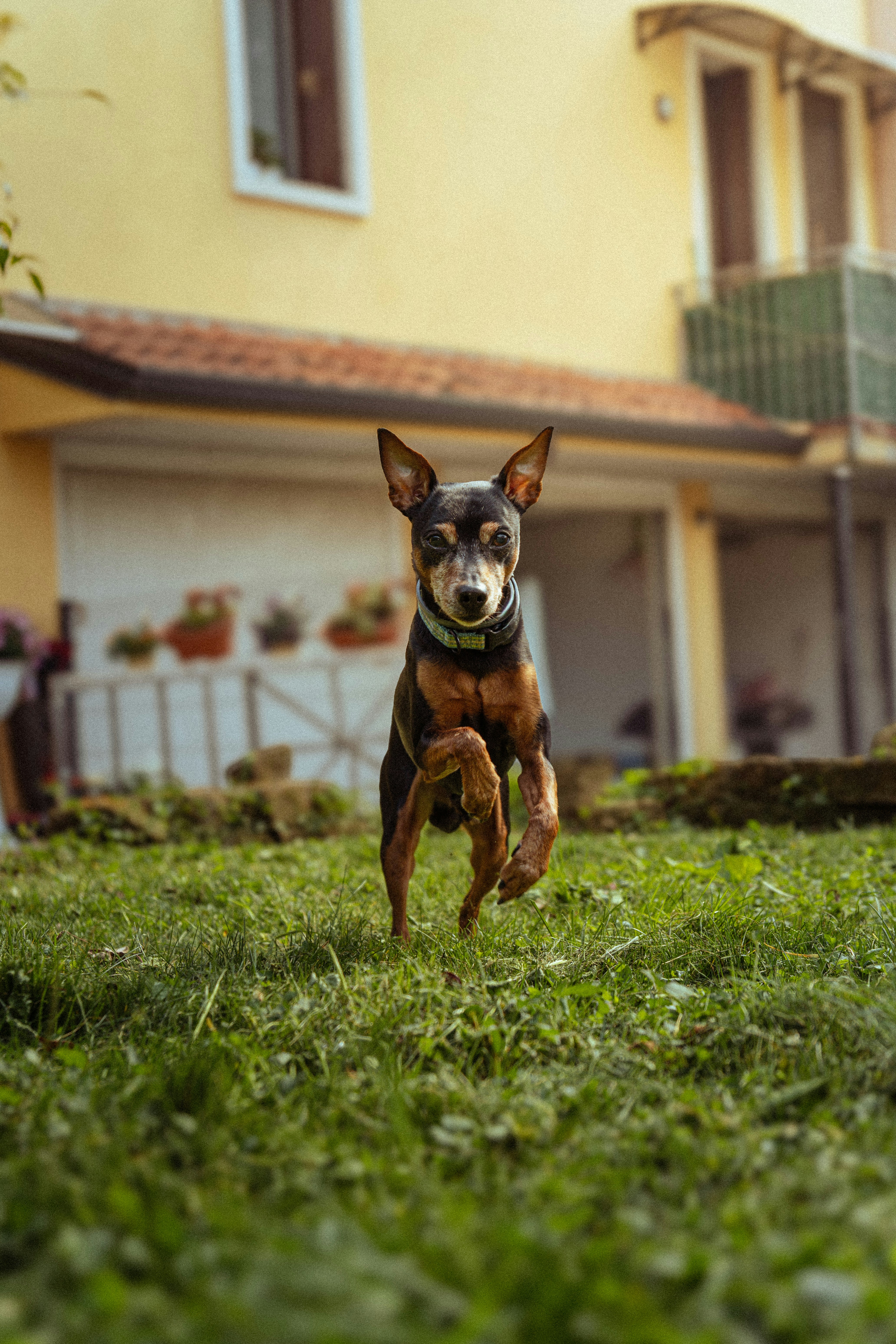 Un piccolo cane che corre sull'erba verde
