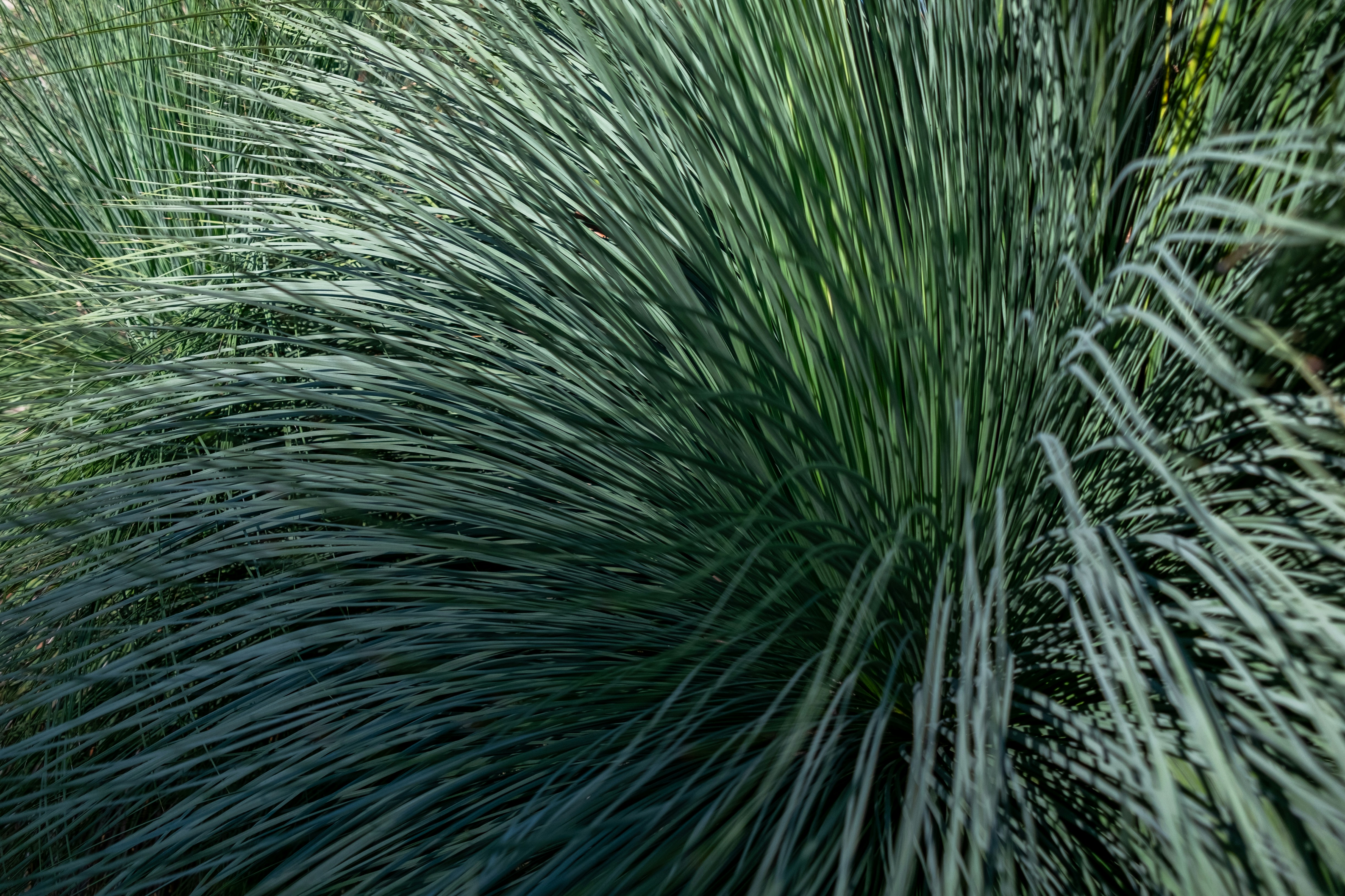 Close-up de grama alta e verde balançando suavemente