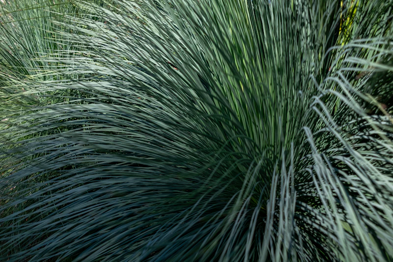 Established water-wise planting bed with rock mulch, blue avena grass and rabbitbrush in full sun