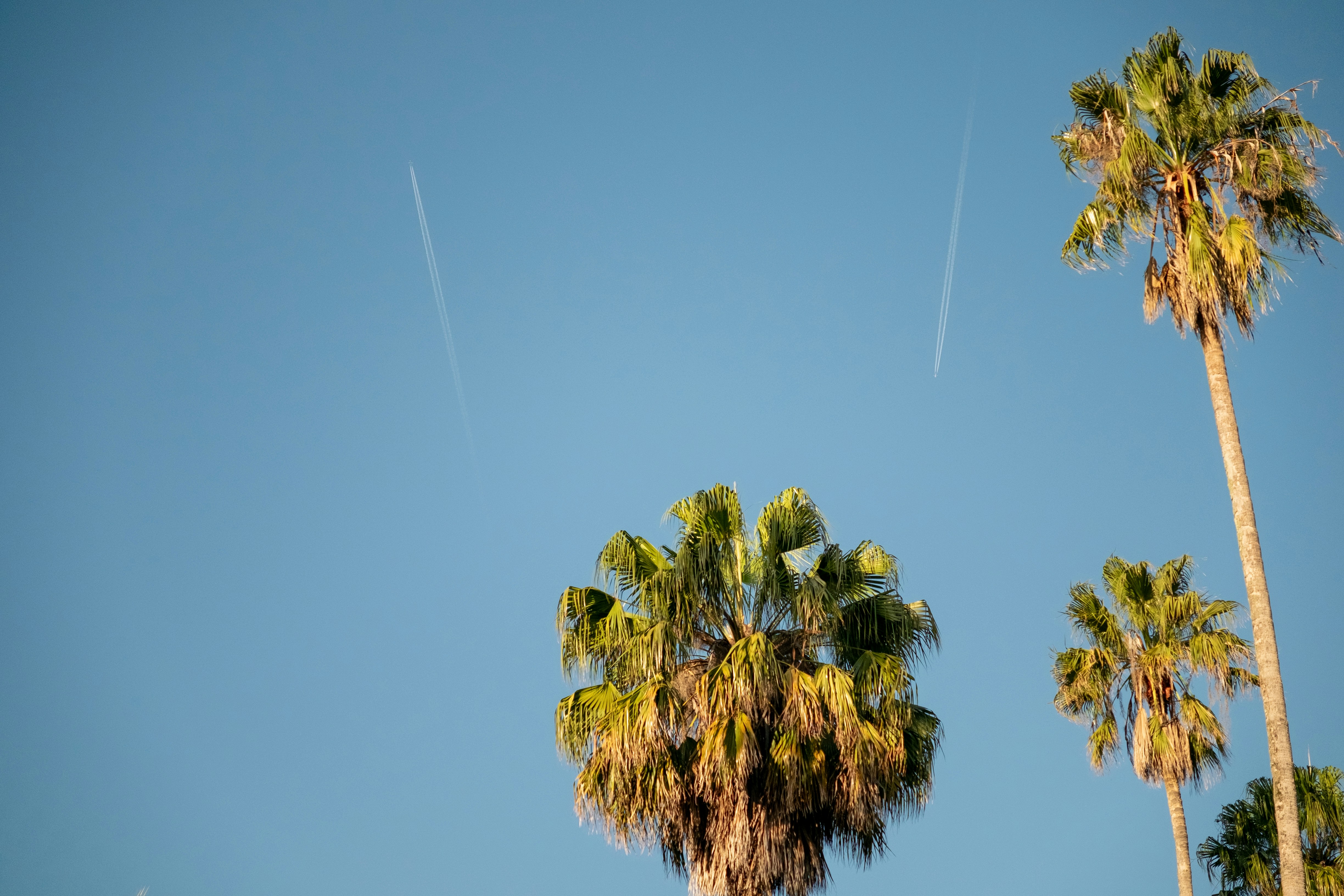 Palm trees against a clear blue sky with contrails