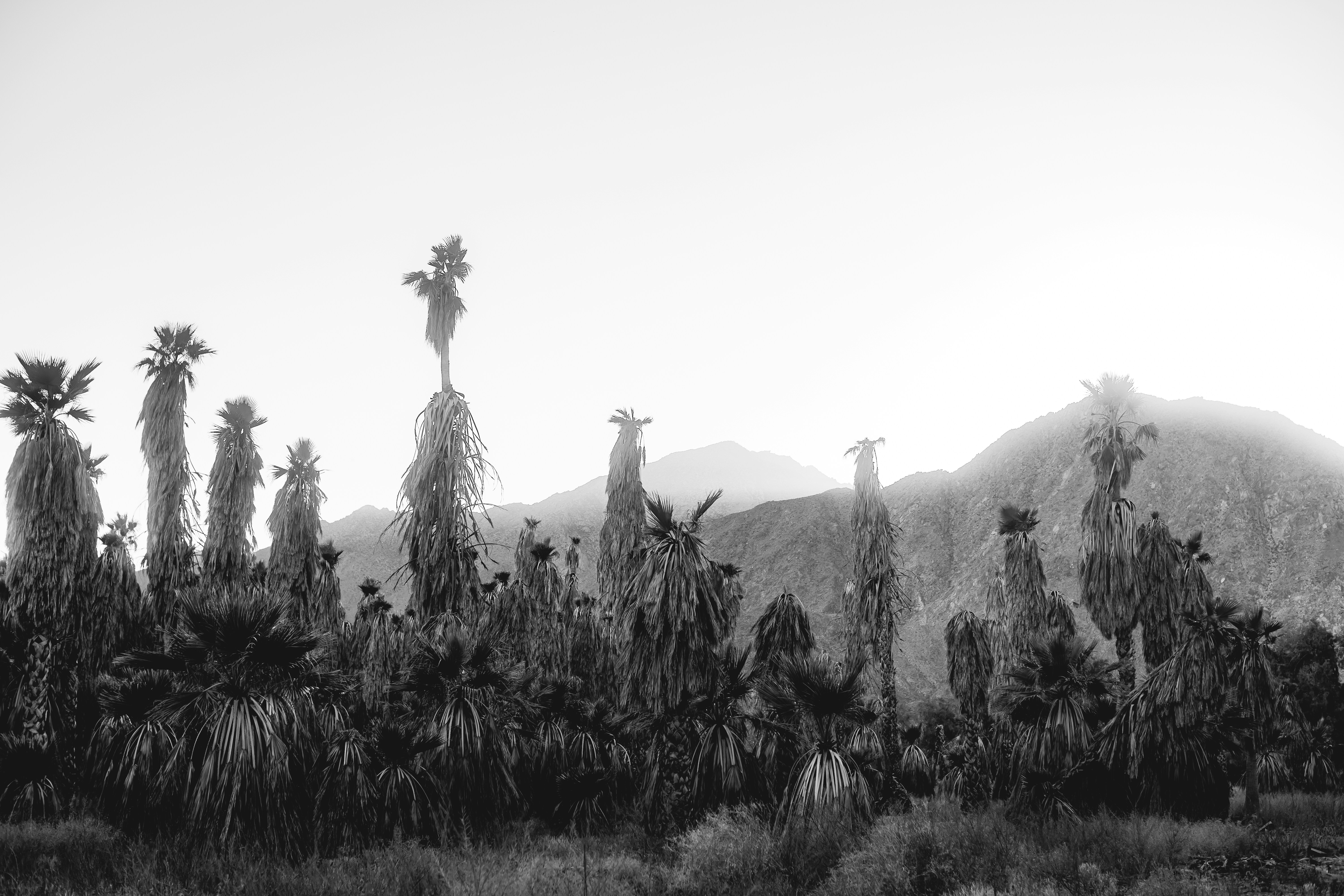 Palm trees in a desert landscape with mountains
