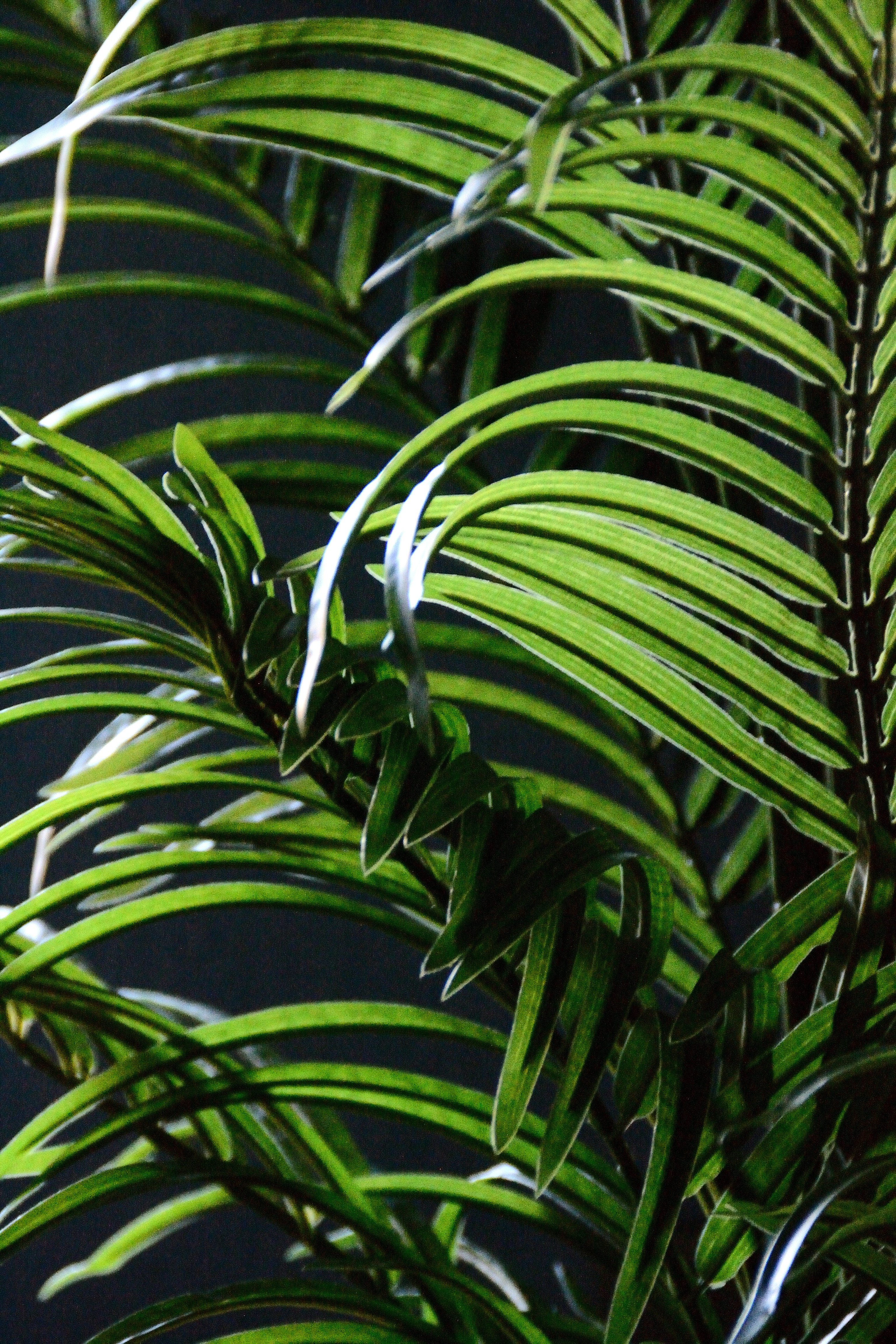 Photo by psilocybe53