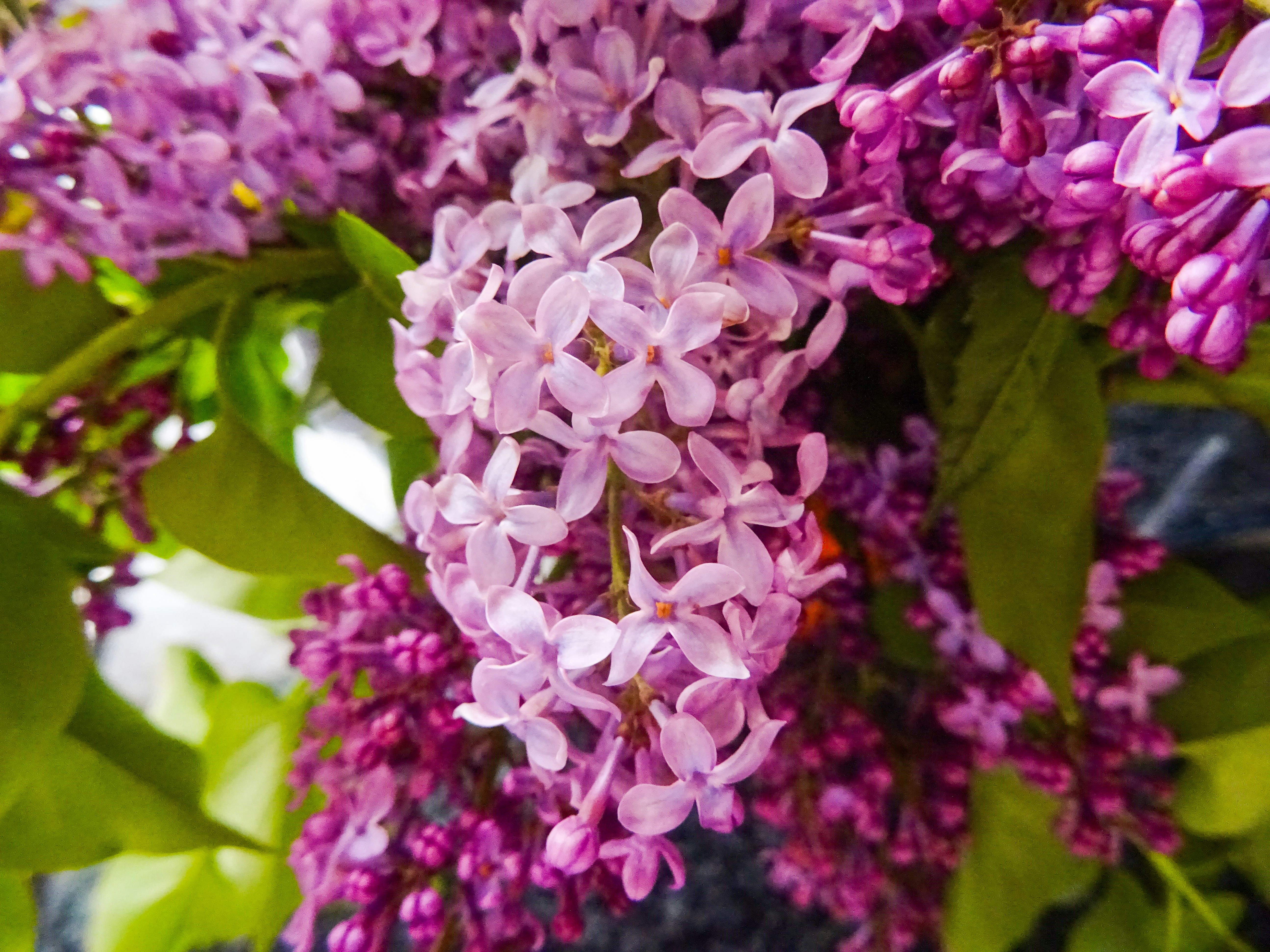 A close-up of vibrant purple lilac flowers in bloom