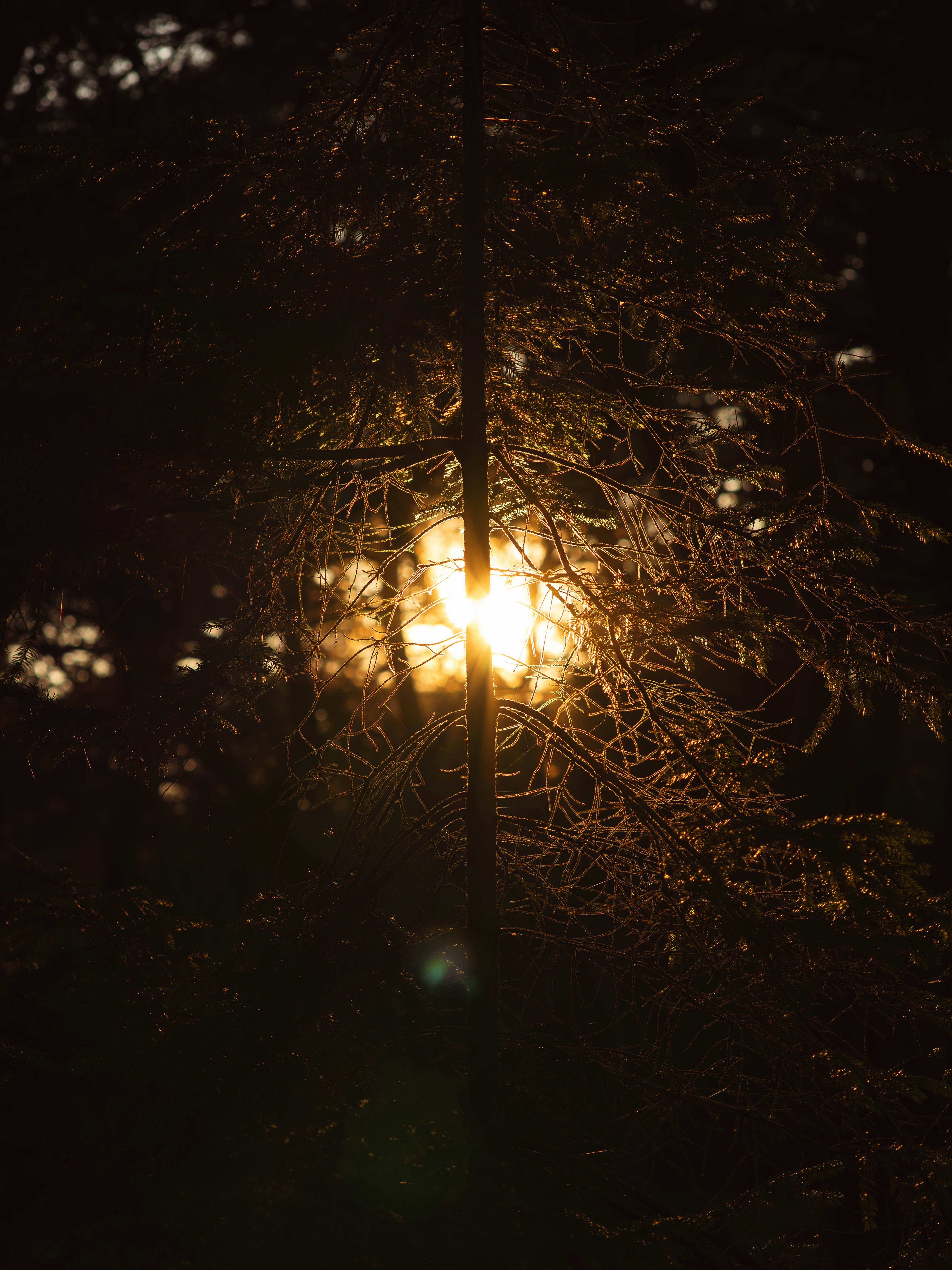 夕暮れの松の枝越しに差し込む陽光