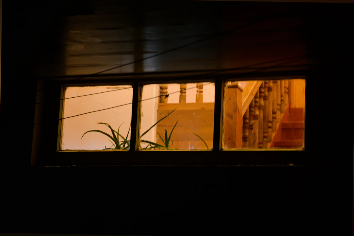 Warm evening illumination in an indoor area with plants