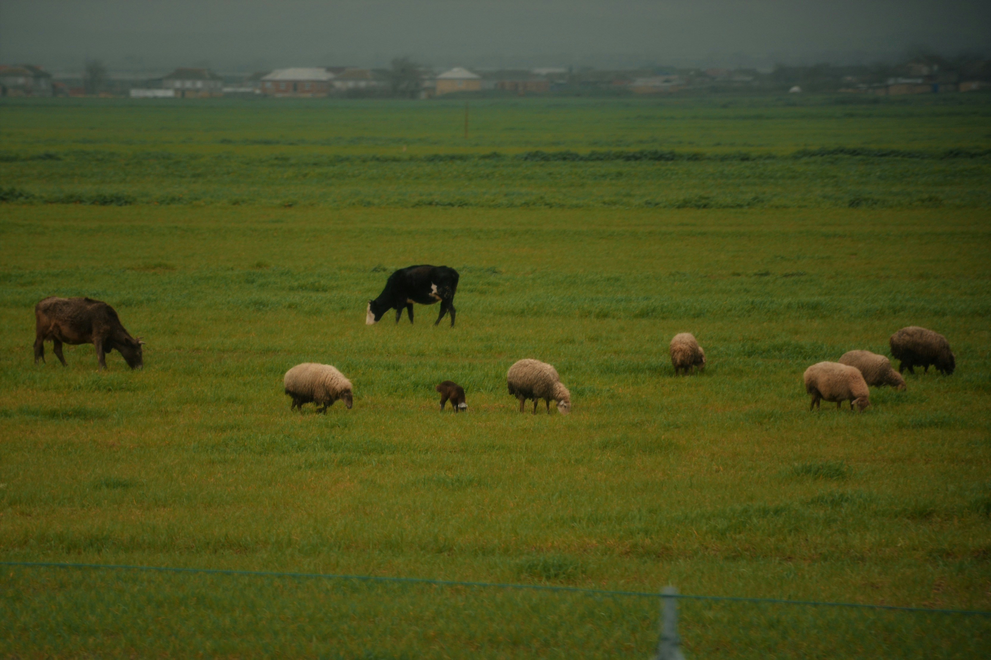 Vacas y ovejas pastando plácidamente en un campo verde.