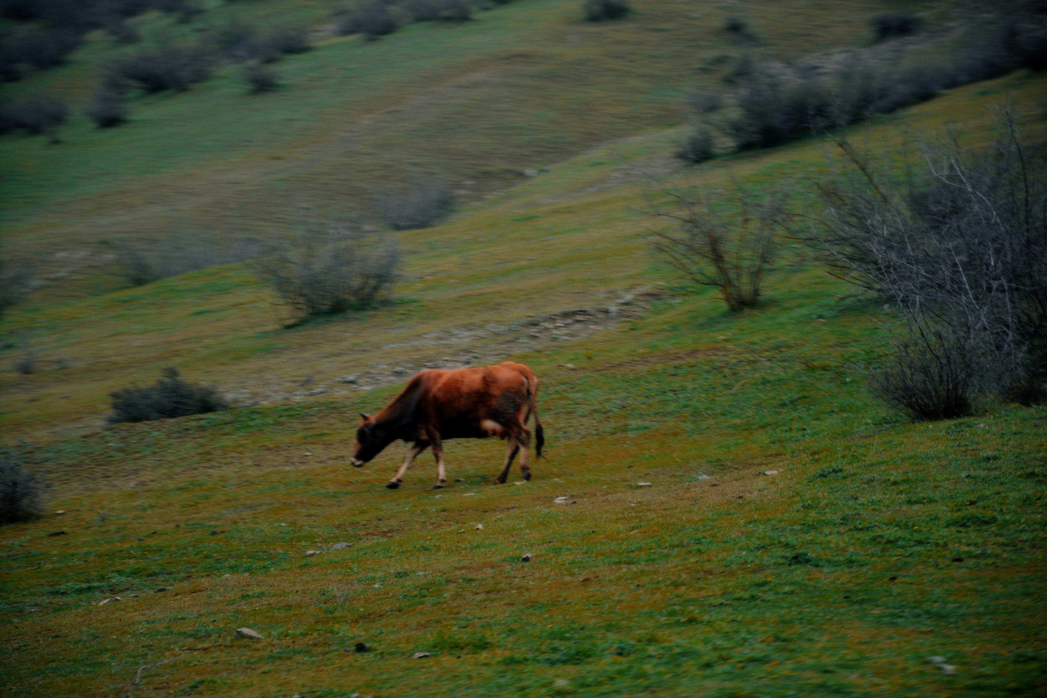 Una vaca marrón solitaria pasta en una ladera cubierta de hierba.