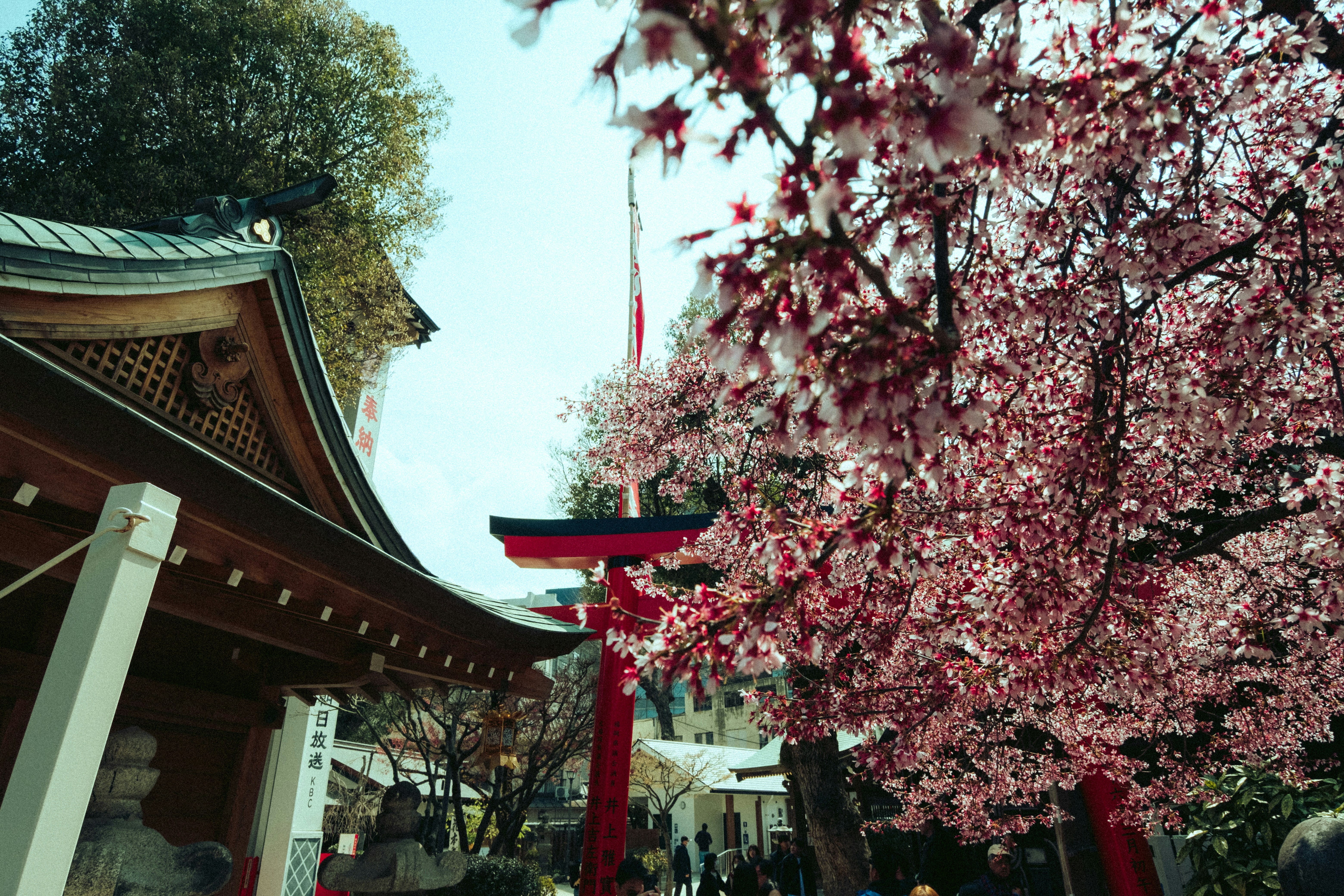 Cherry blossom travel in rural Japan