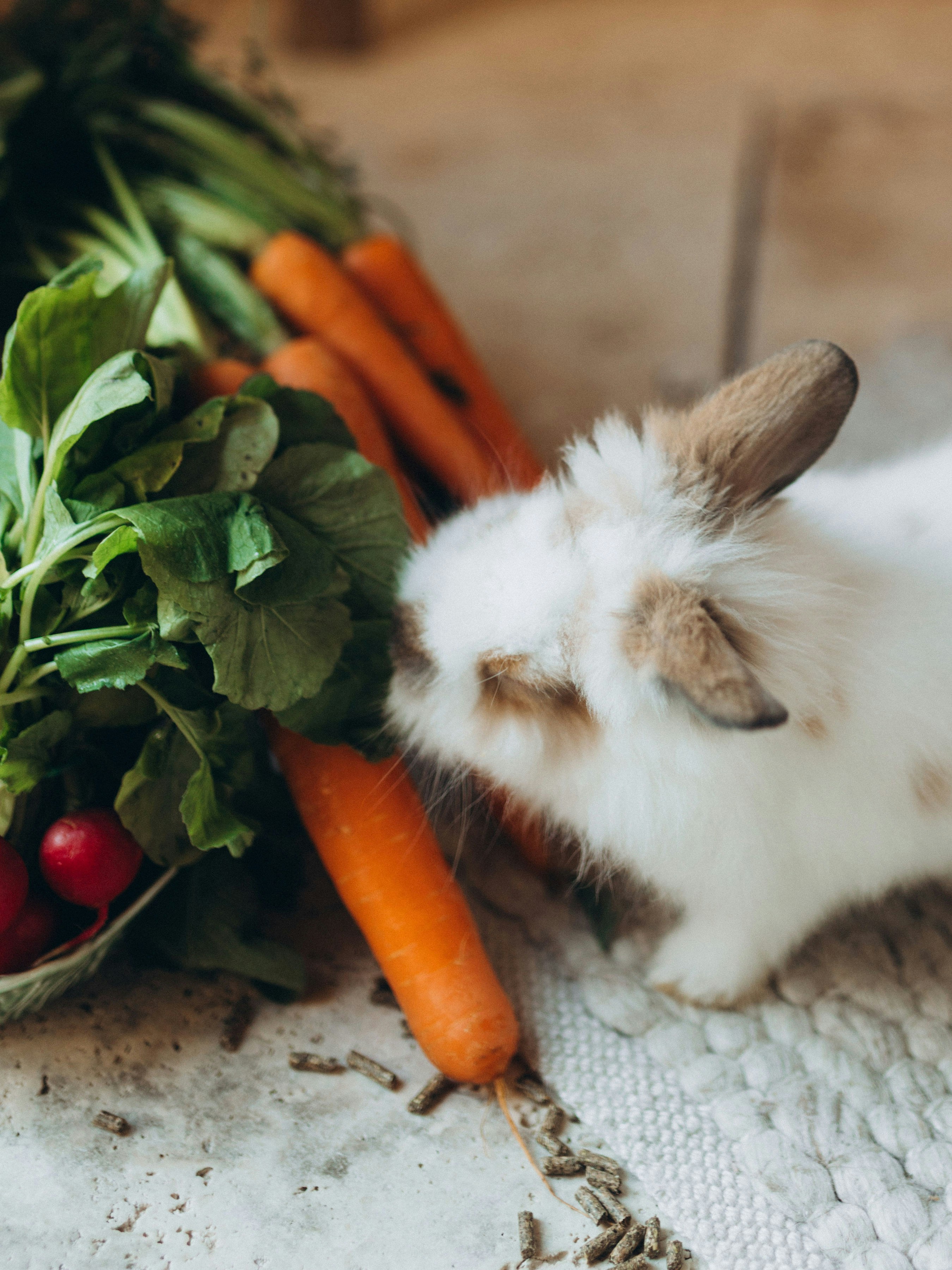 Ein kleines Kaninchen frisst Karotten und Gemüse.