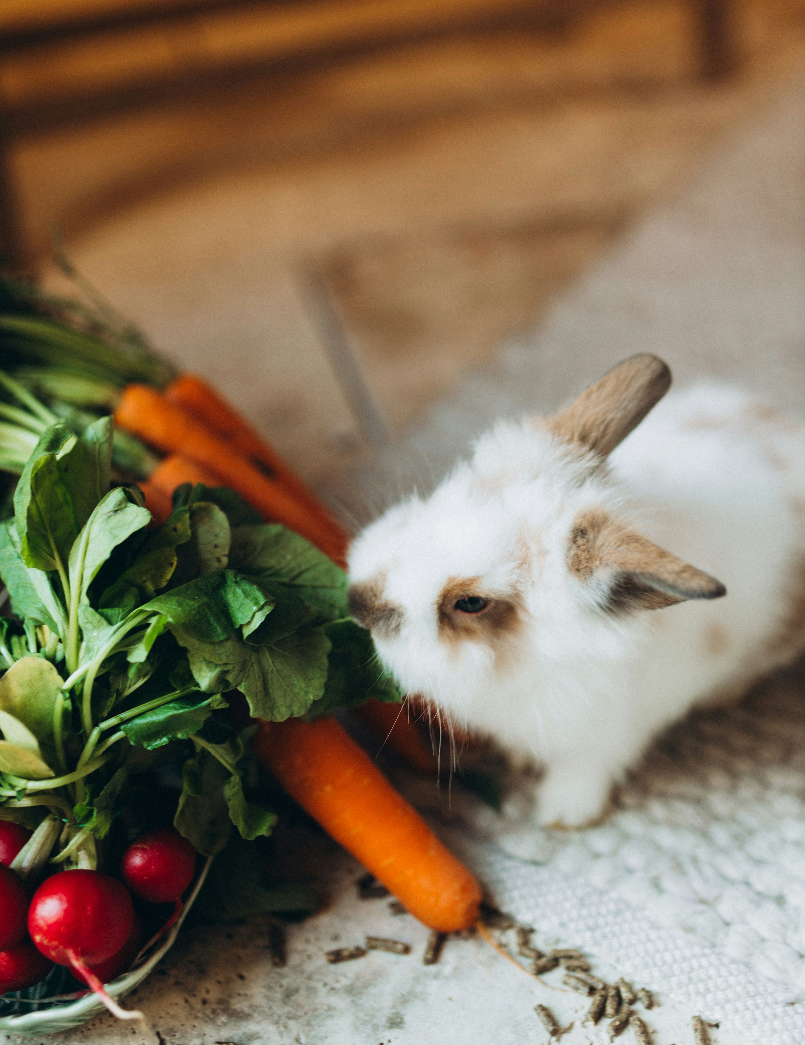Ein fluffiger Hase frisst frische Karotten und Radieschen.