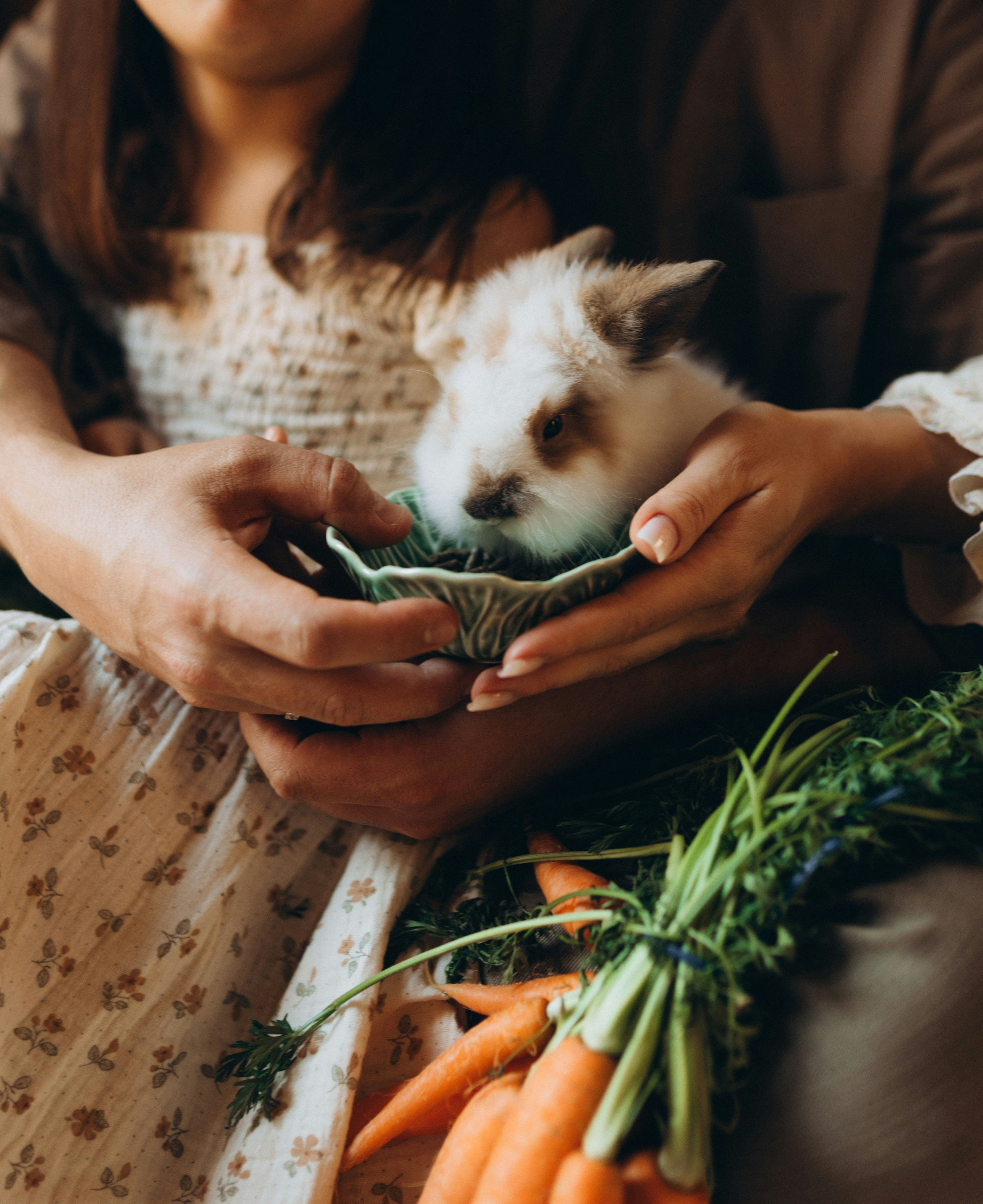 Person, die ein kleines Kaninchen mit Karotten in der Nähe hält