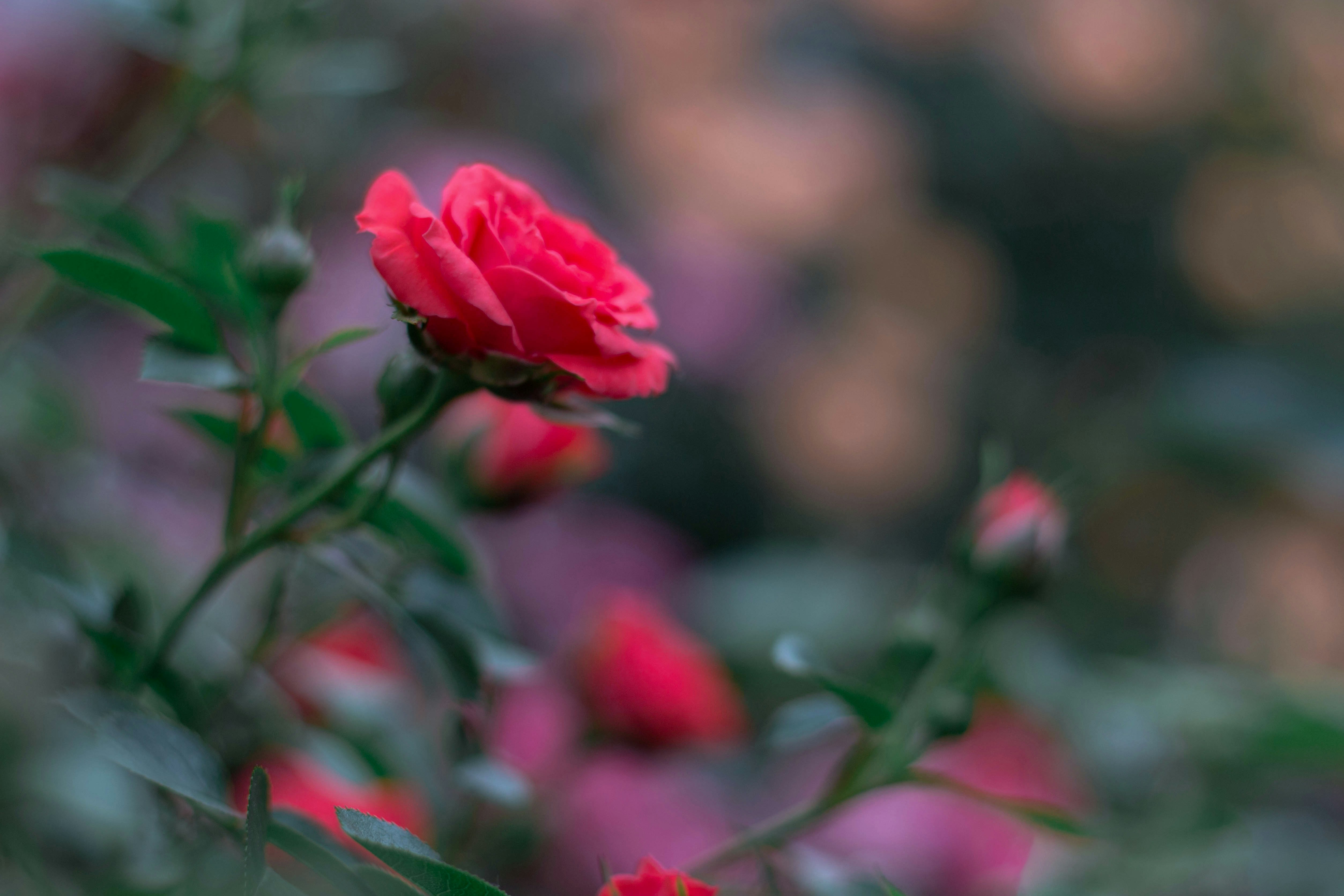 Photo by miloslopusina