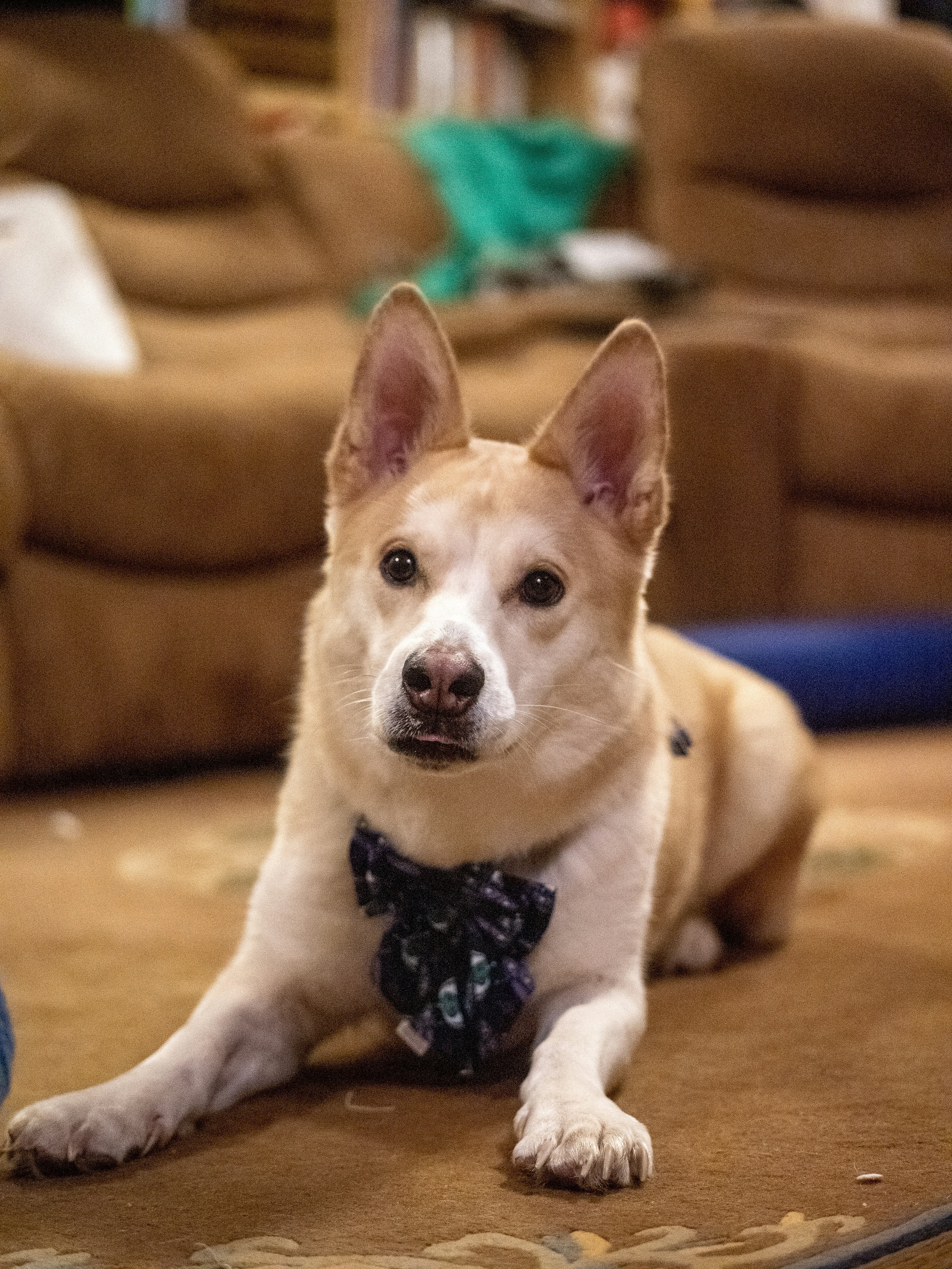 A tan dog wearing a bow tie indoors