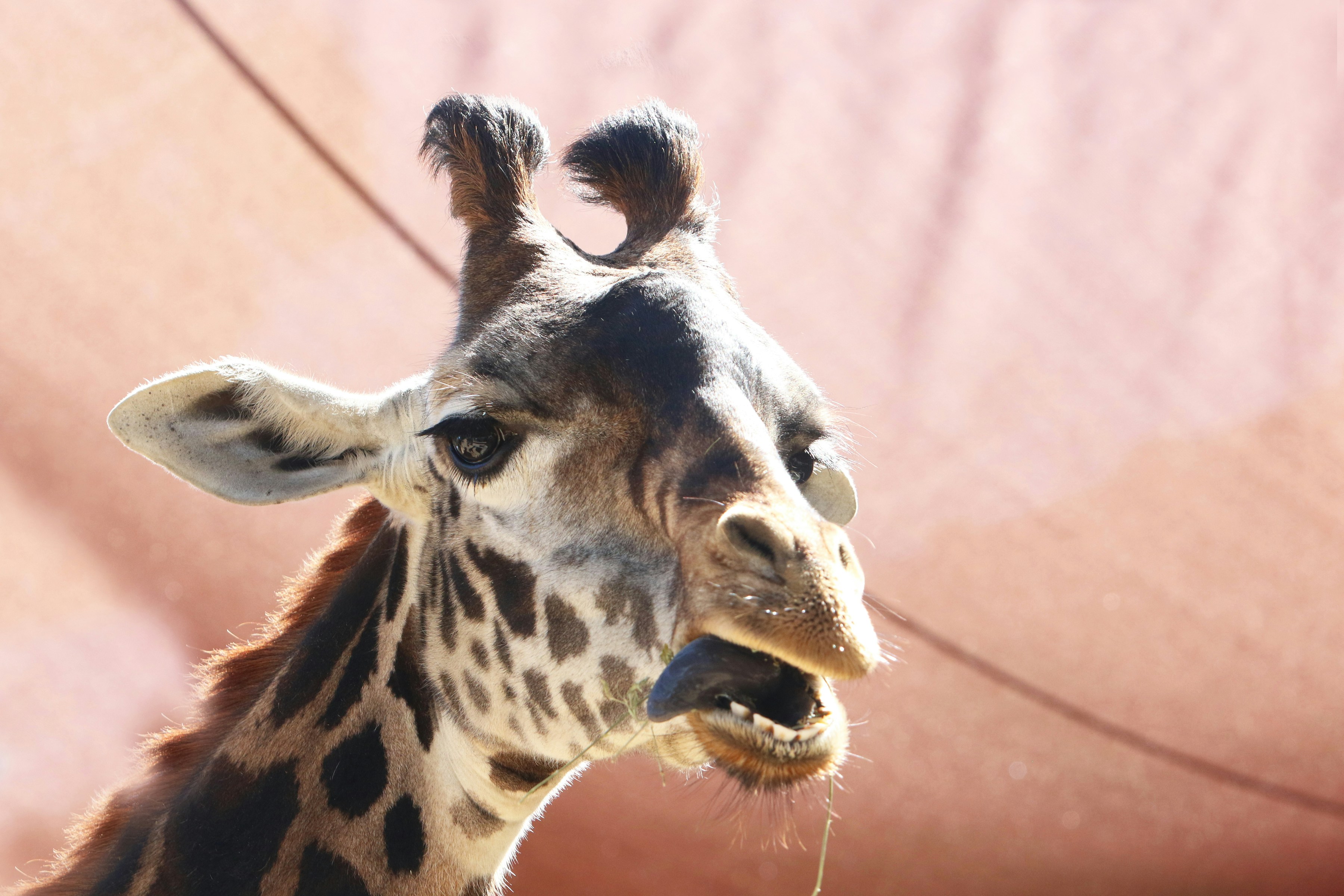 Un primo piano della testa di una giraffa con la lingua fuori.