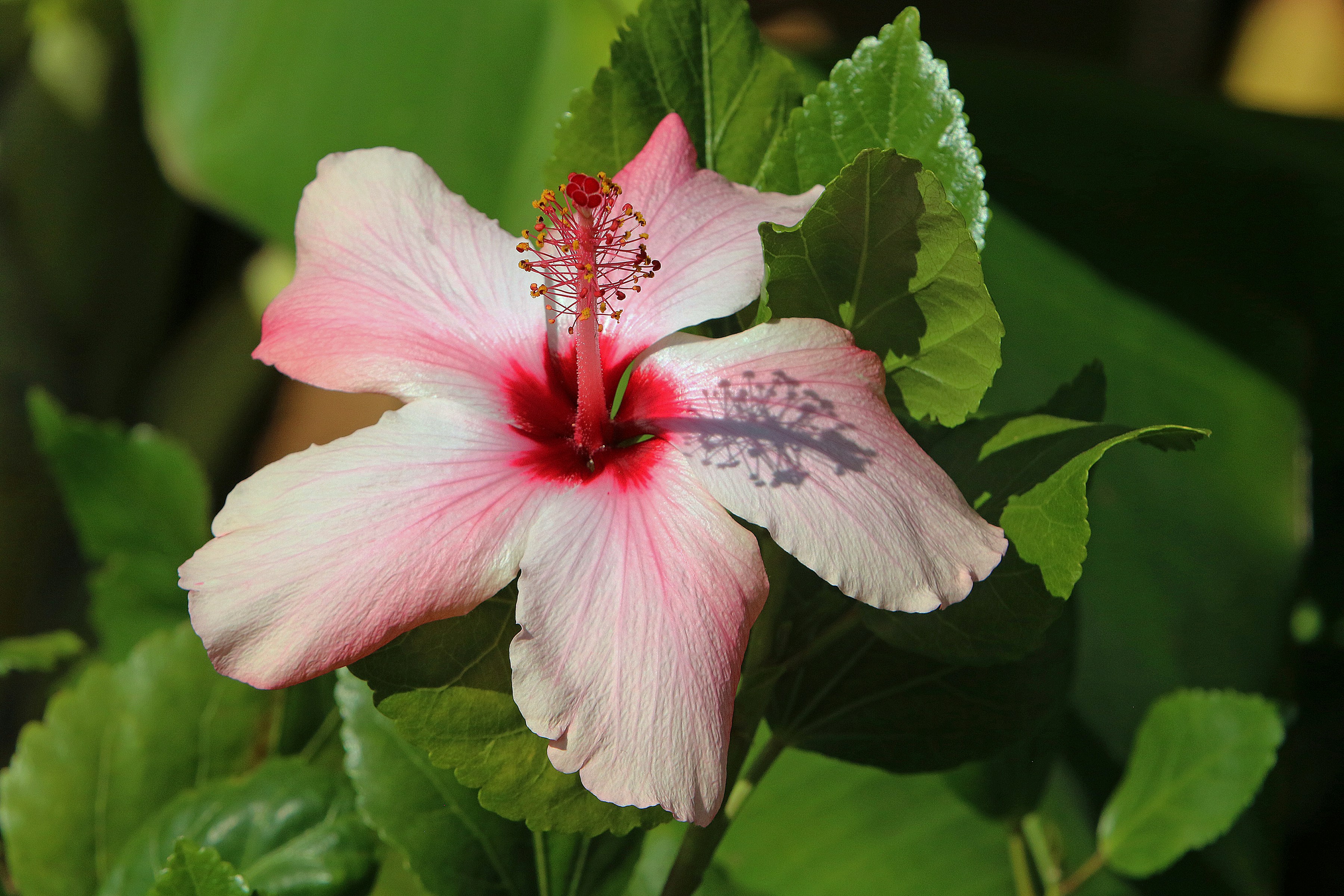 Un fiore di ibisco rosa chiaro con un centro rosso scuro.