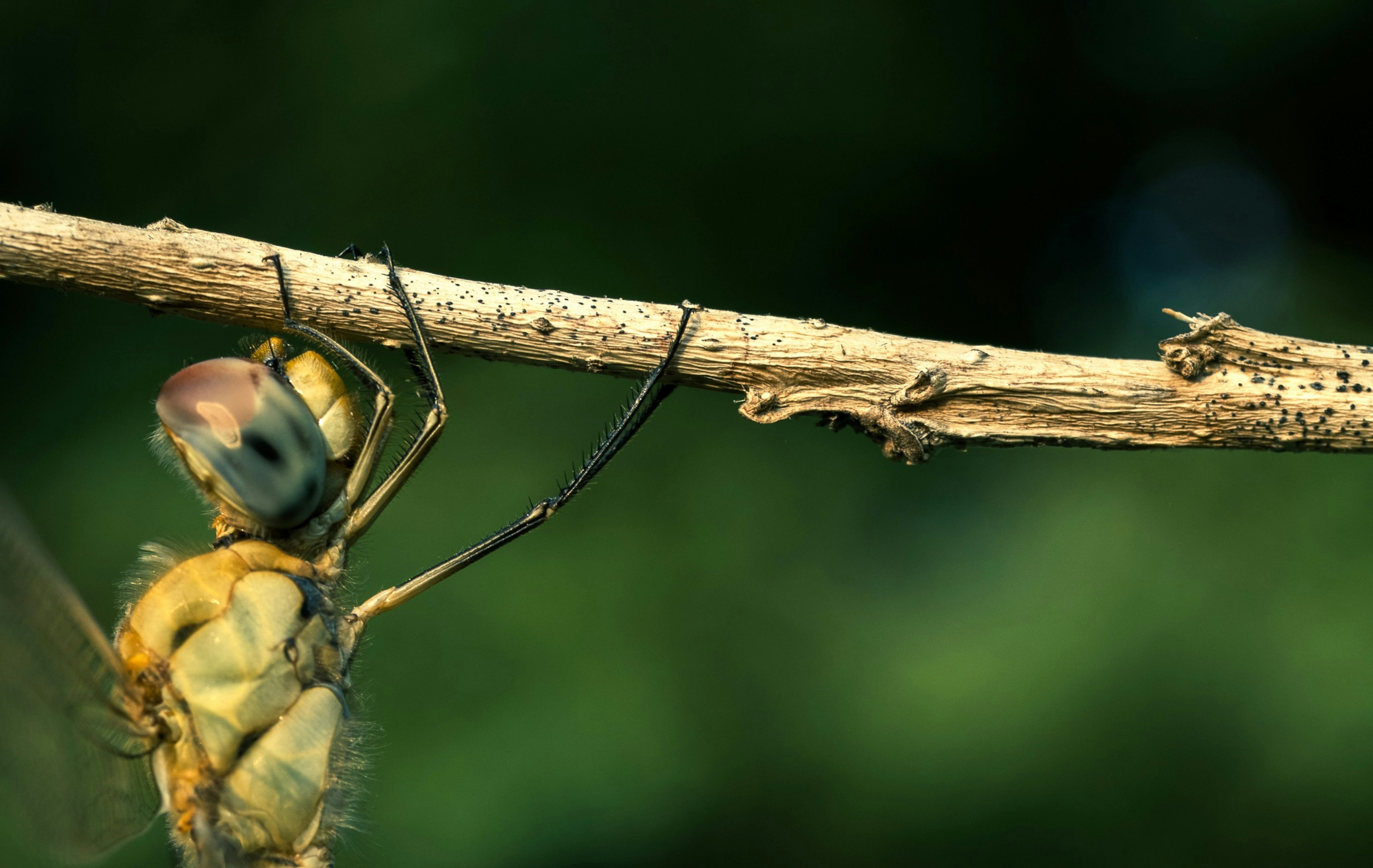 A dragonfly clings to a thin branch with green foliage.