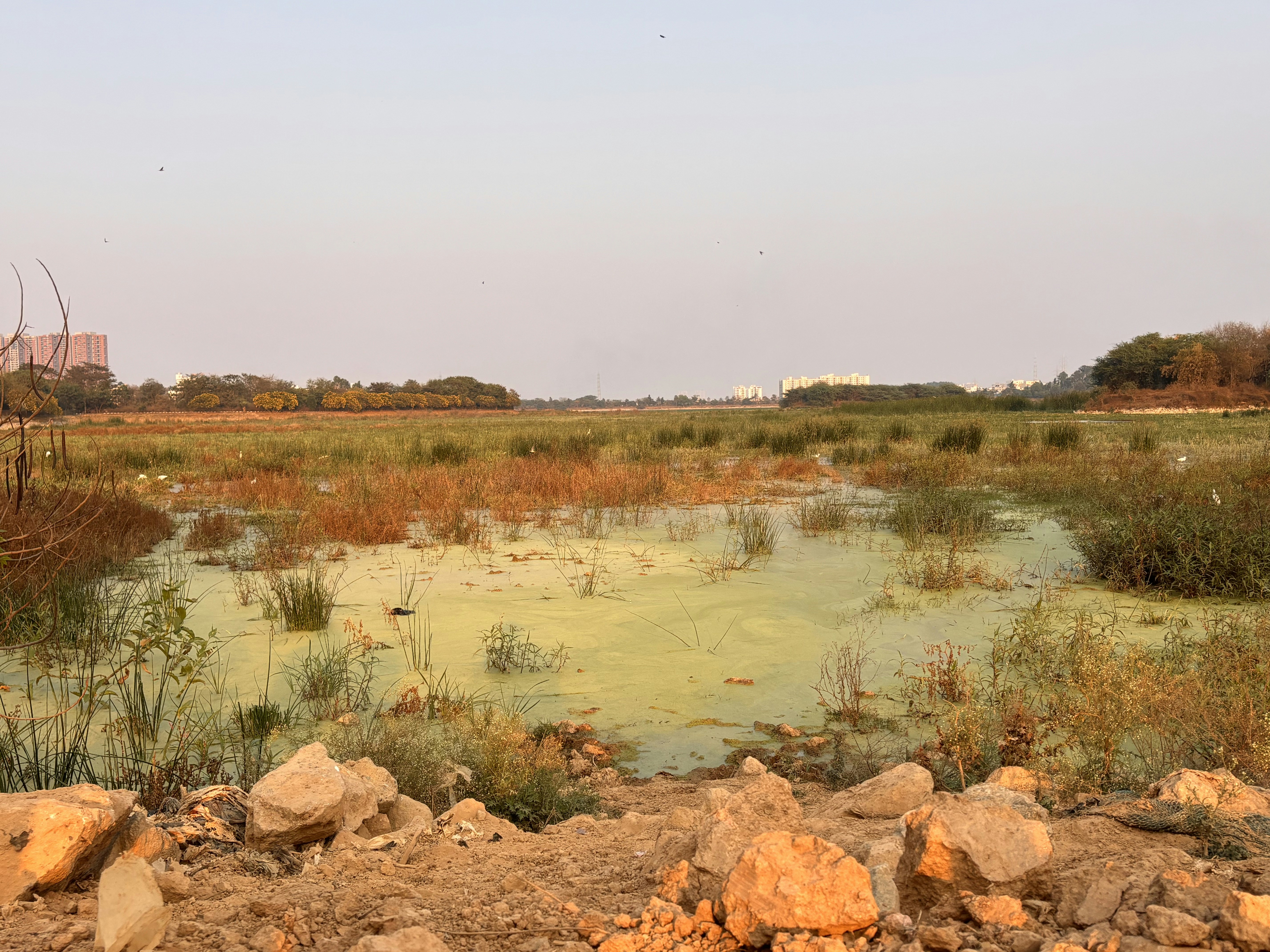 conservation efforts