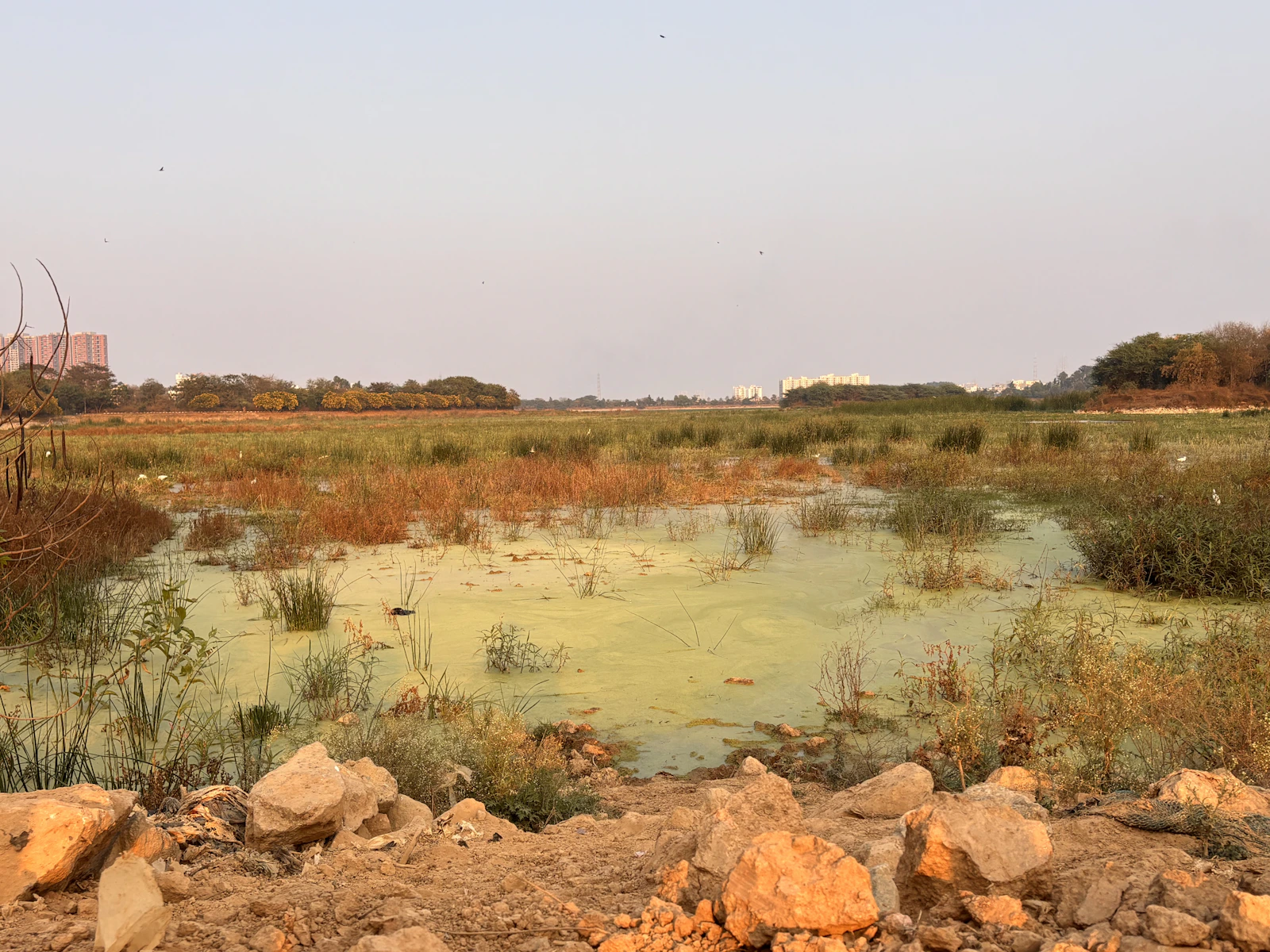 Urban lake and wetland with visible algae, highlighting the need for rejuvenation