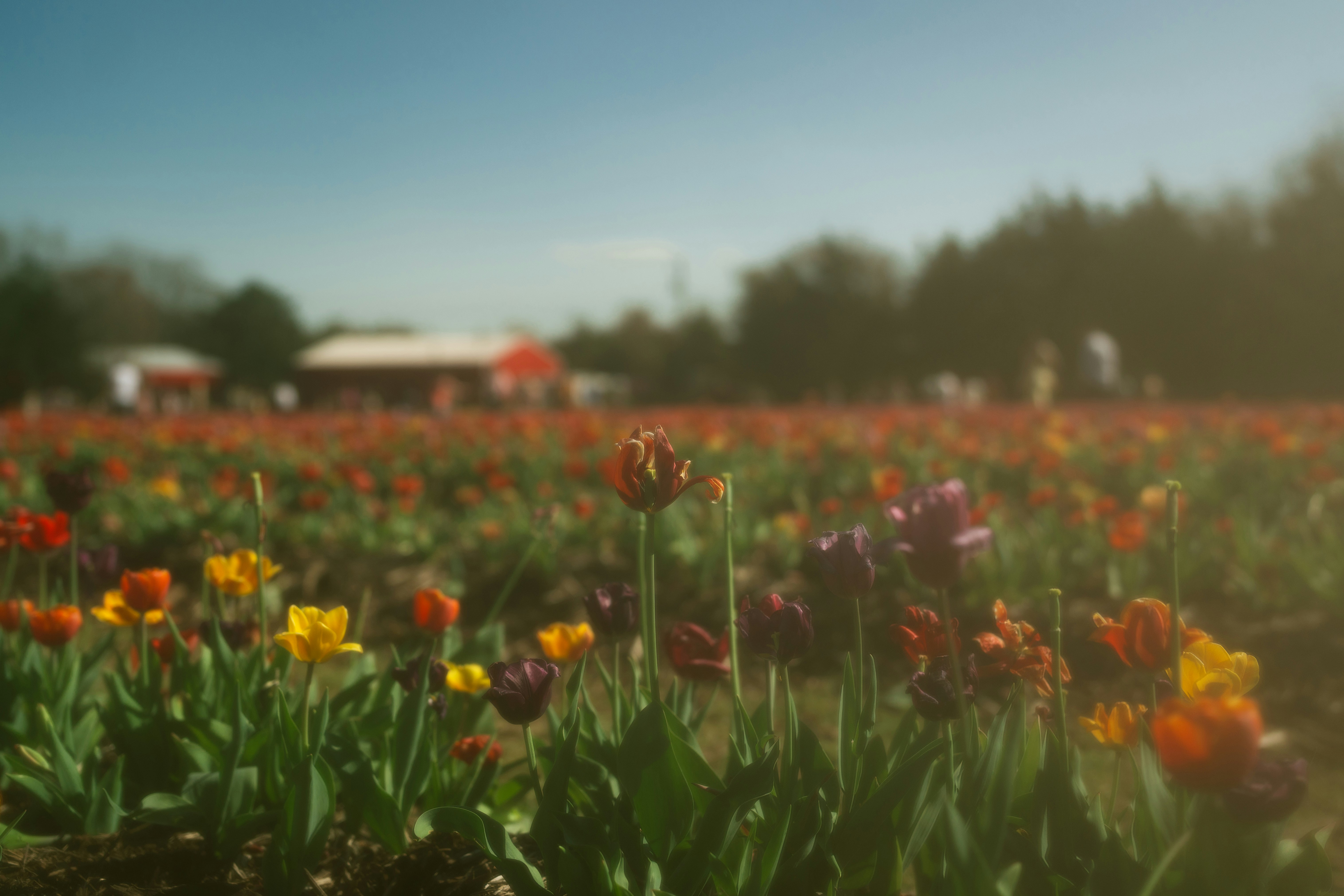 A field of colorful tulips under a clear sky
