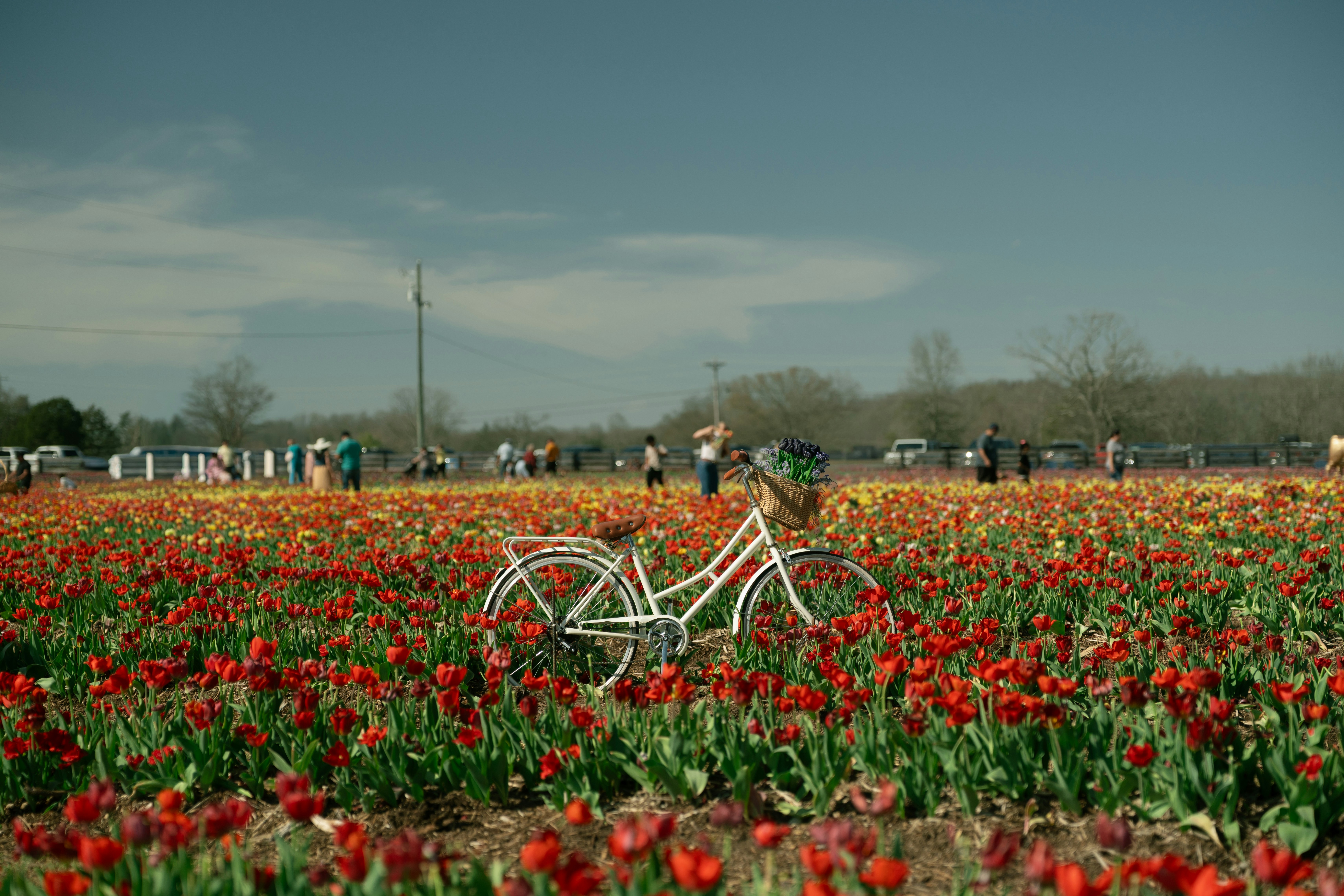 Bicycle in a field of red and yellow tulips