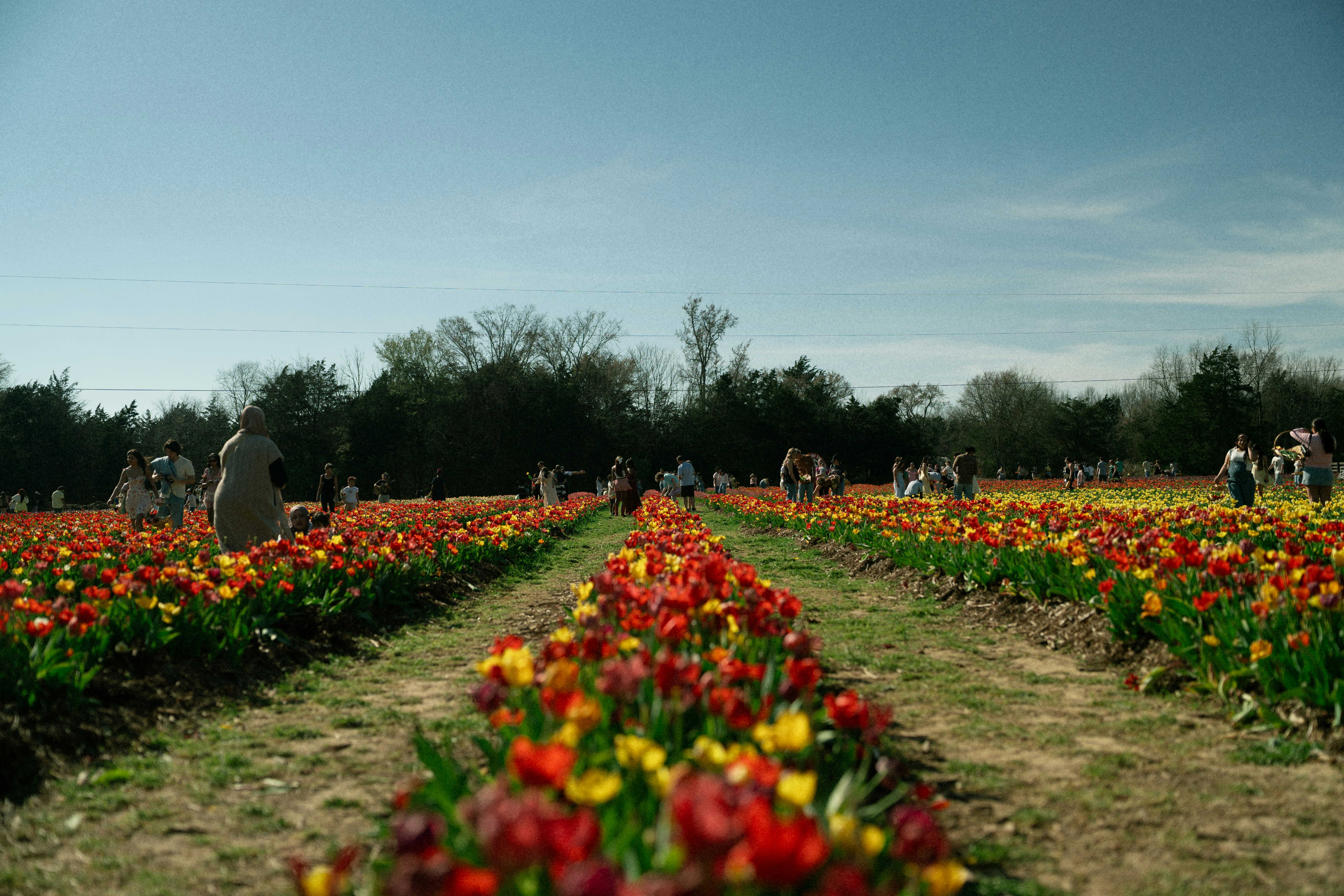Rows of colorful tulips with people walking through field